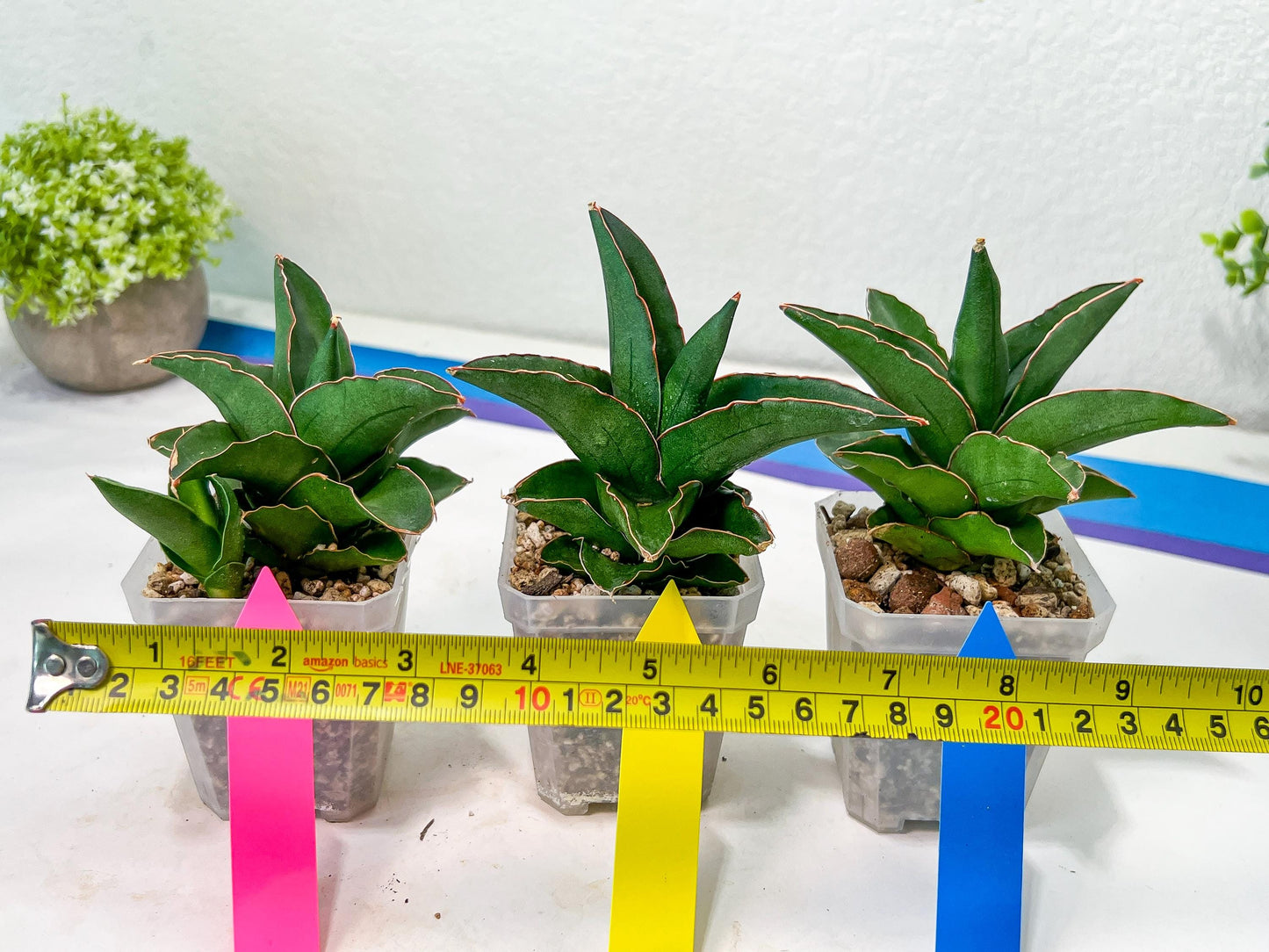 Sansevieria Rock Sand (#RA7) | Rare Imported Hybrids