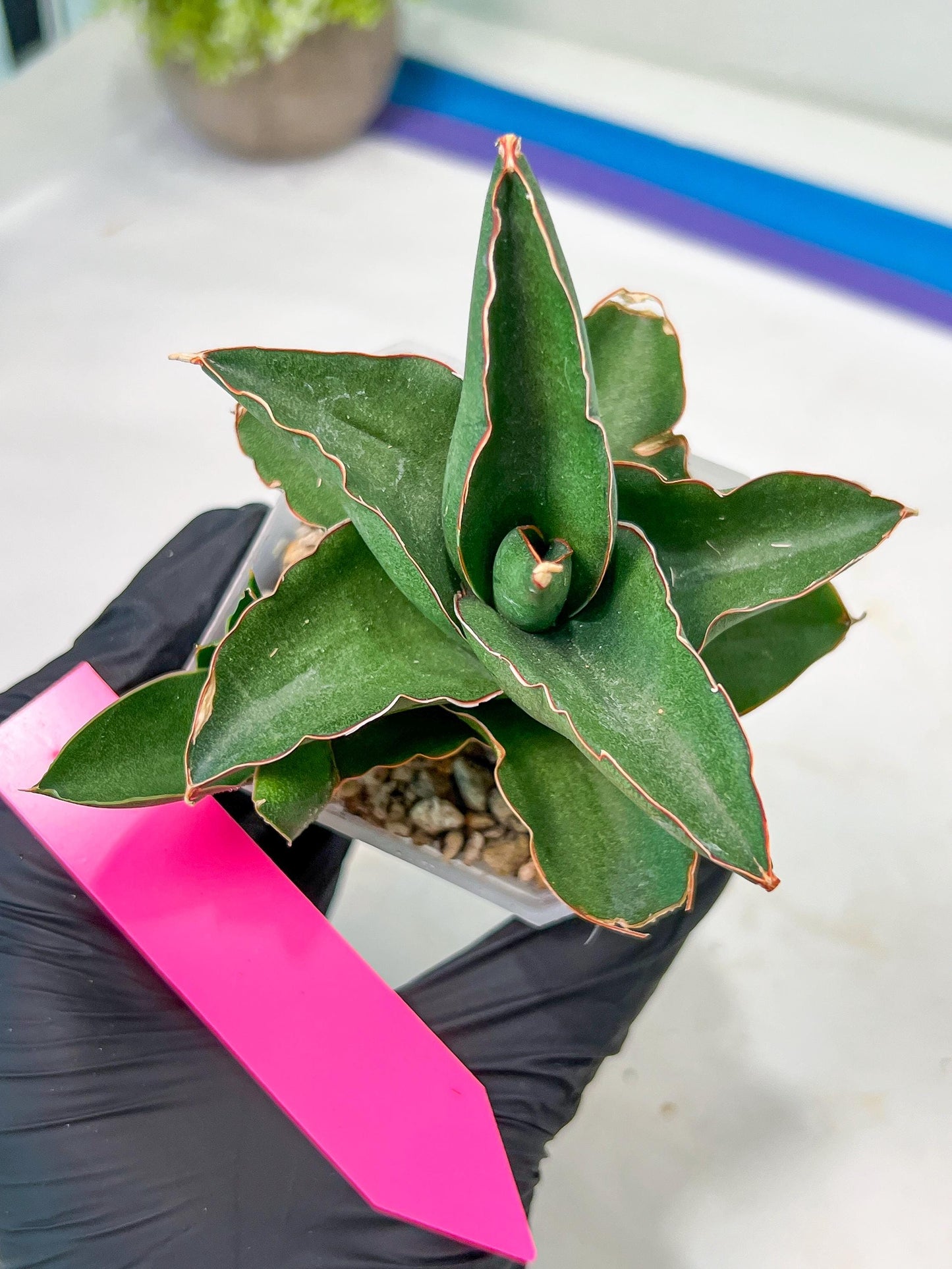 Sansevieria Rock Sand (#RA7) | Rare Imported Hybrids