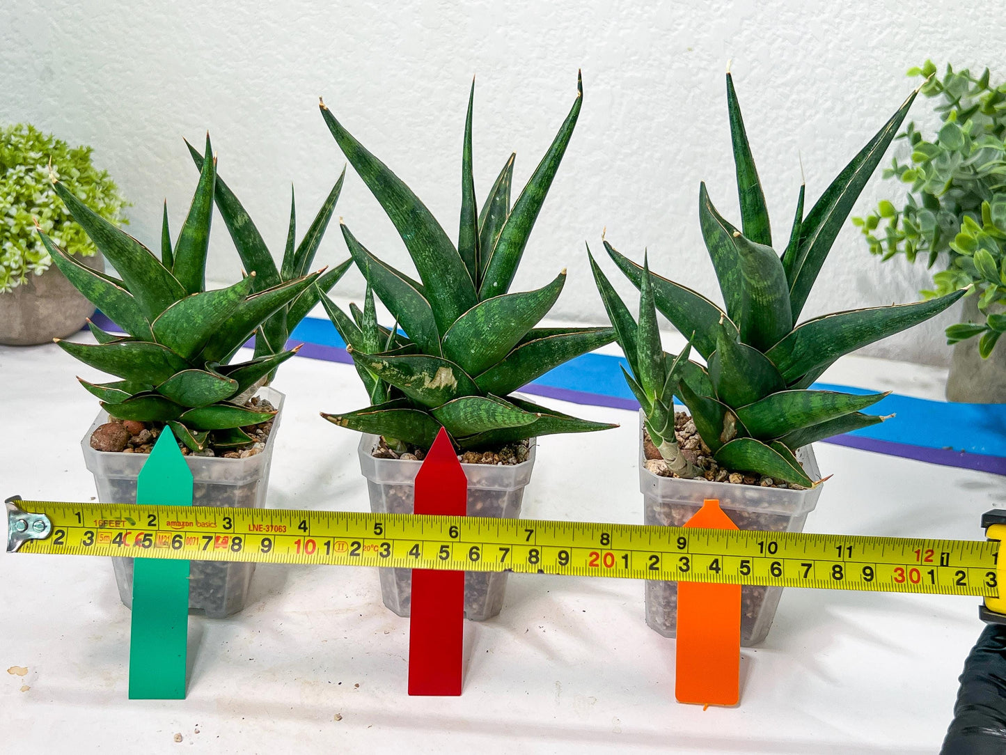 Sansevieria Prabu (#RA11) | Imported Plants | Rare Hybrid Species