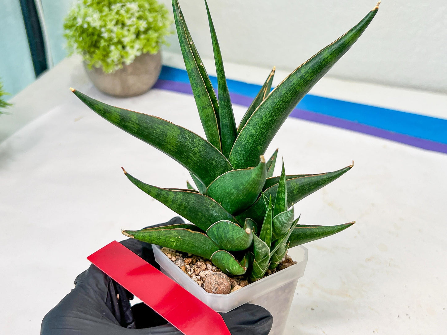 Sansevieria Prabu (#RA11) | Imported Plants | Rare Hybrid Species