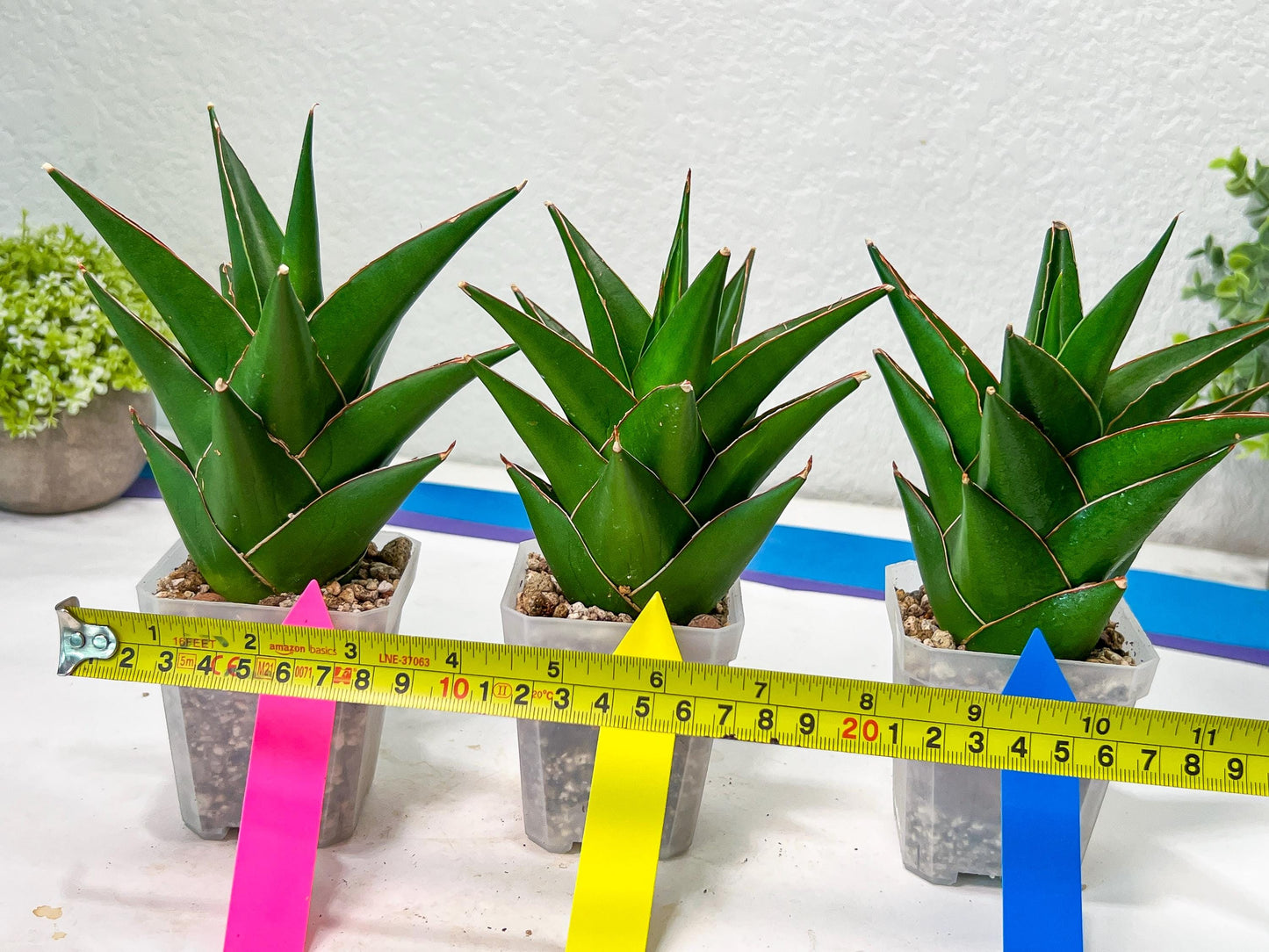 Sansaveria Tower (#RA12) | Imported Snake plant