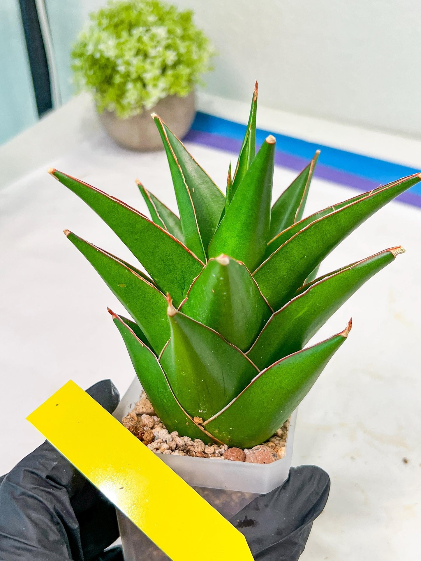 Sansaveria Tower (#RA12) | Imported Snake plant