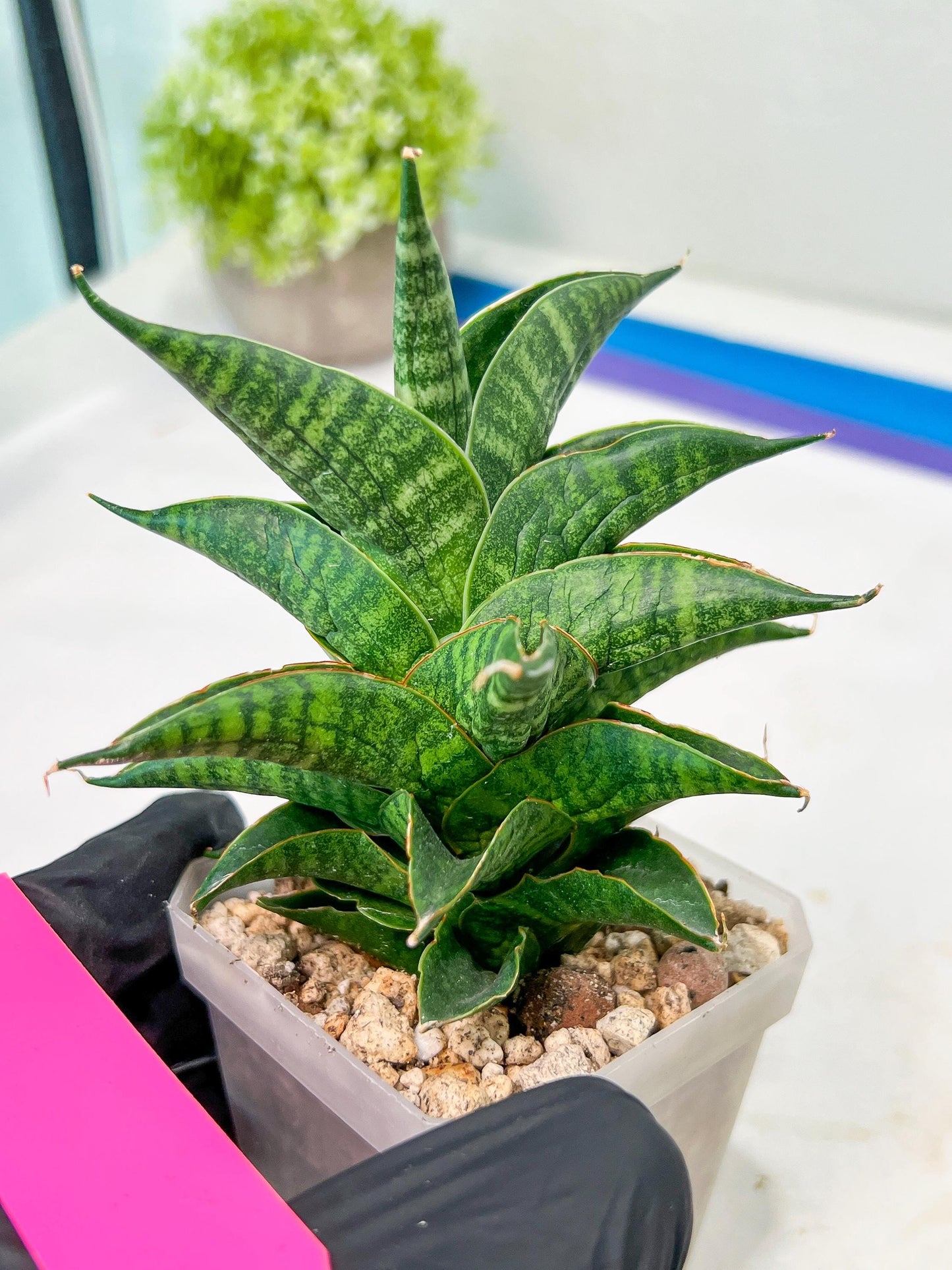 Sansevieria Sindoro (#RA13) | Imported Indoor Snake Plant