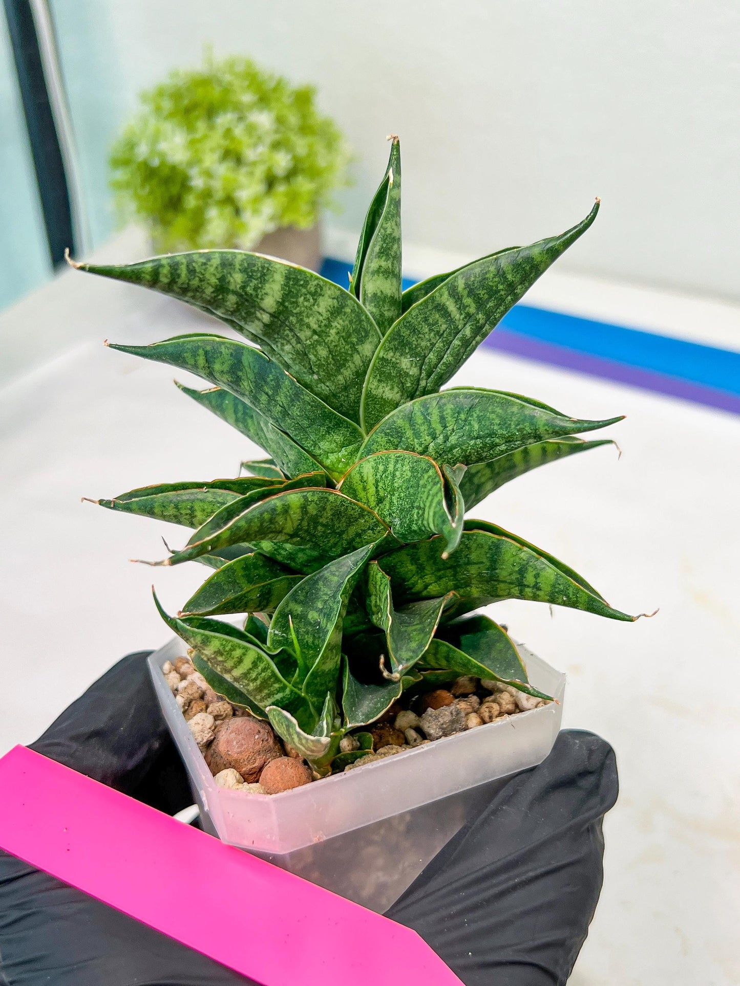 Sansevieria Sindoro (#RA13) | Imported Indoor Snake Plant