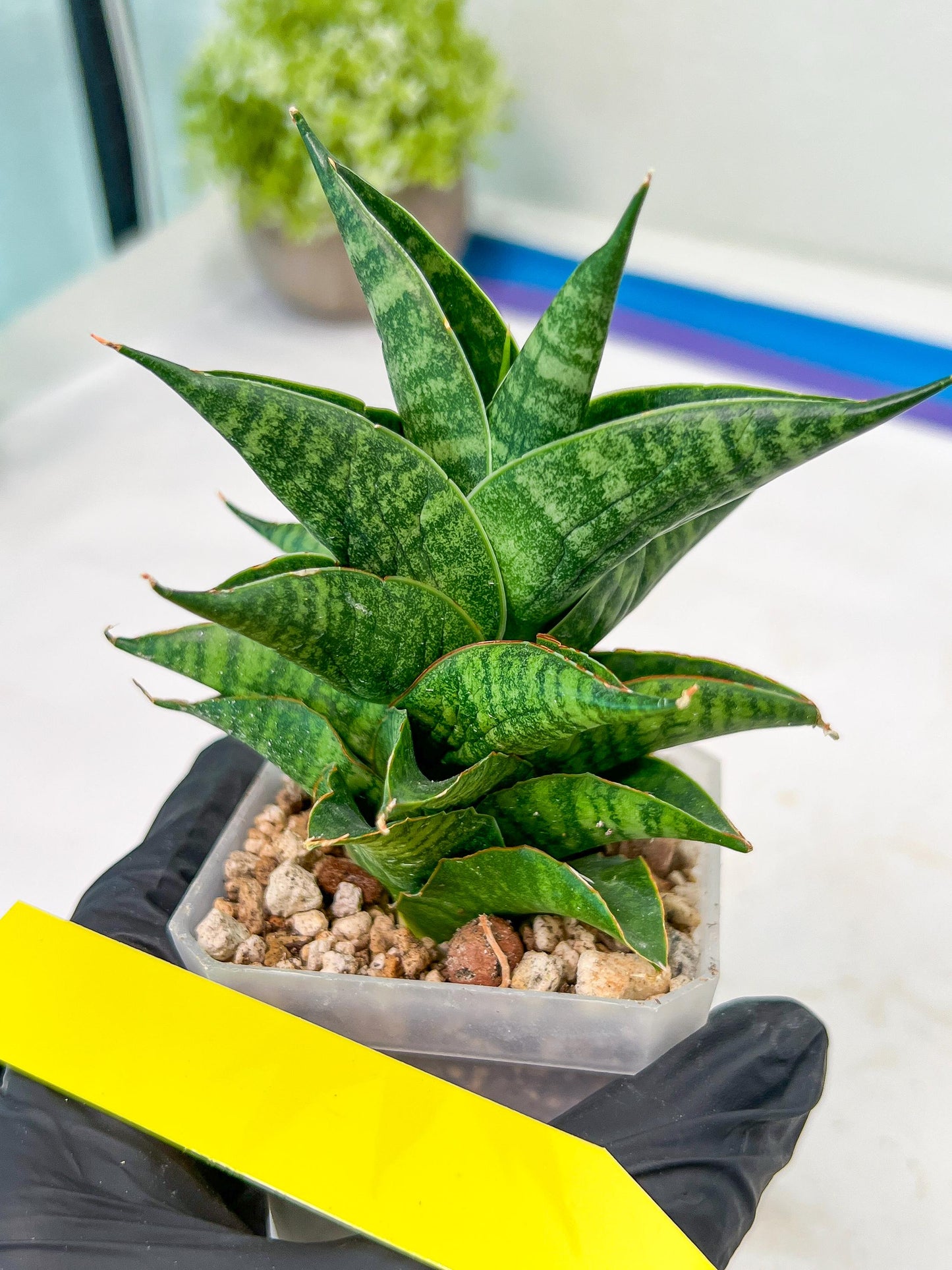Sansevieria Sindoro (#RA13) | Imported Indoor Snake Plant