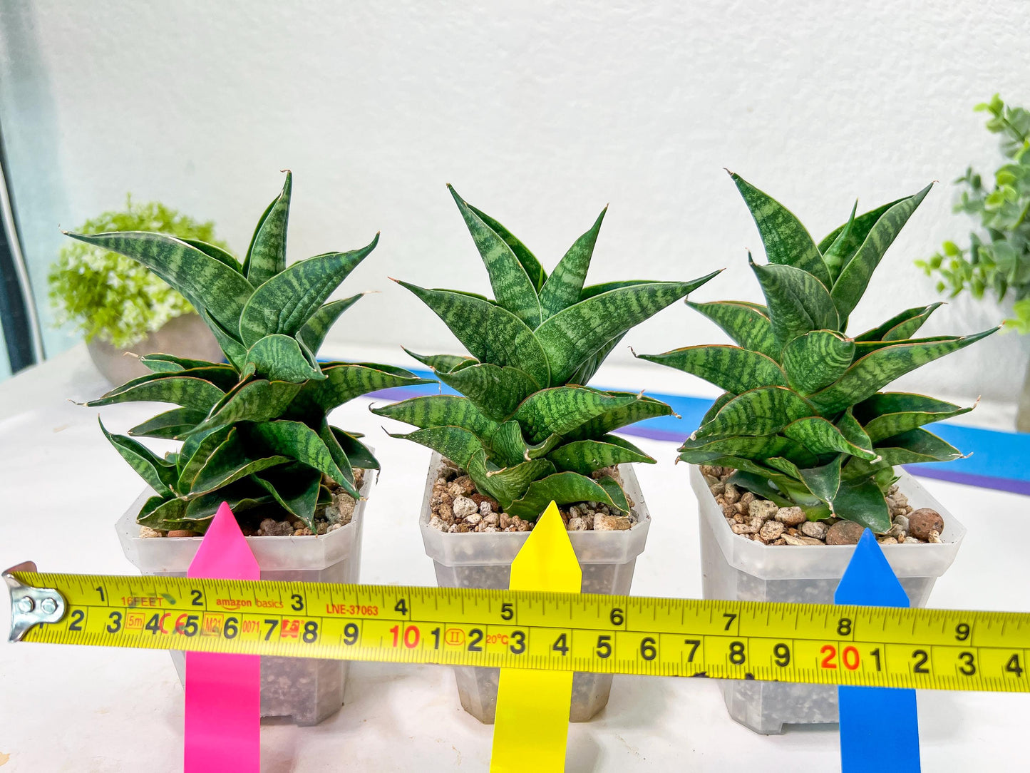 Sansevieria Sindoro (#RA13) | Imported Indoor Snake Plant