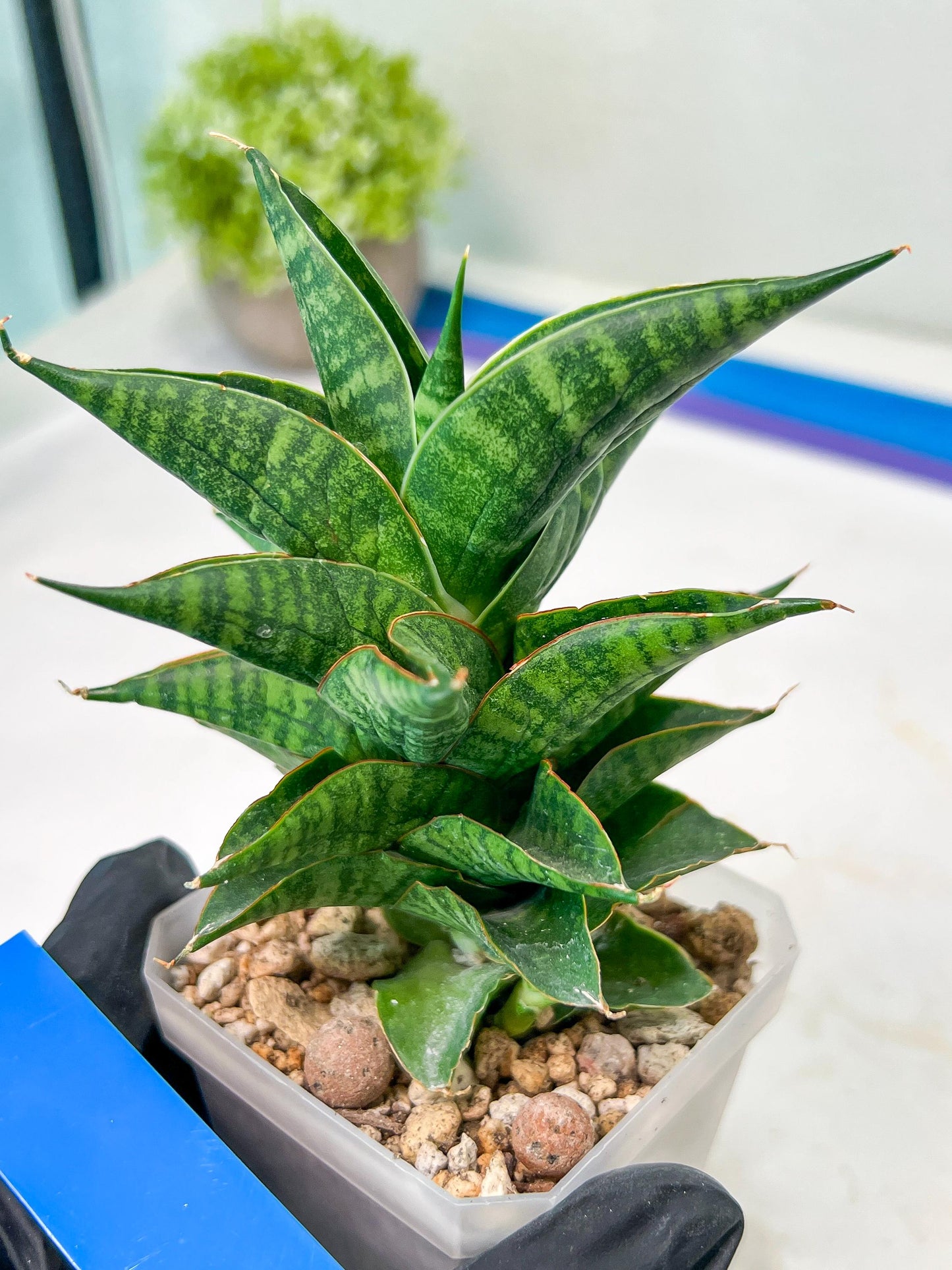 Sansevieria Sindoro (#RA13) | Imported Indoor Snake Plant