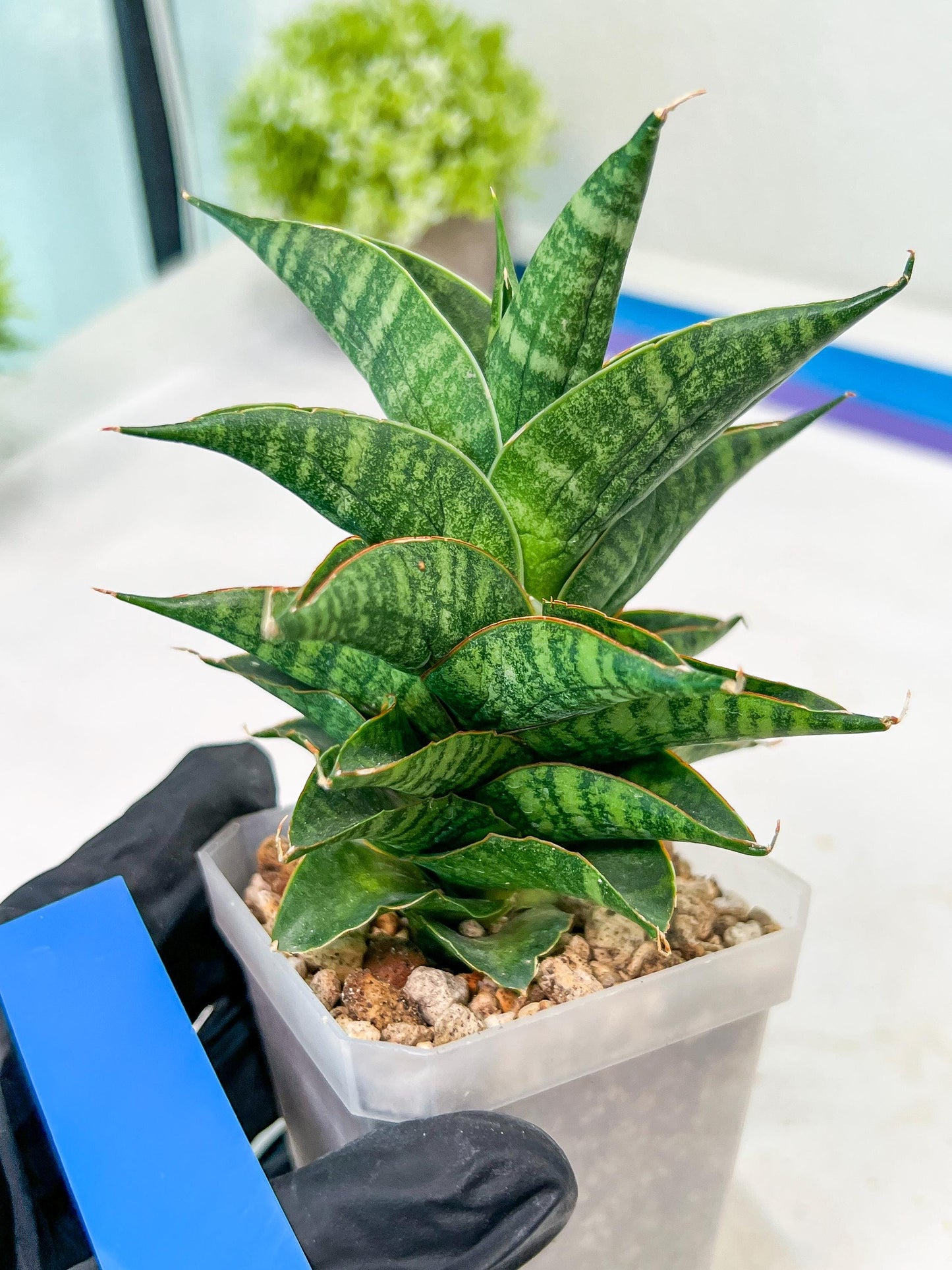 Sansevieria Sindoro (#RA13) | Imported Indoor Snake Plant