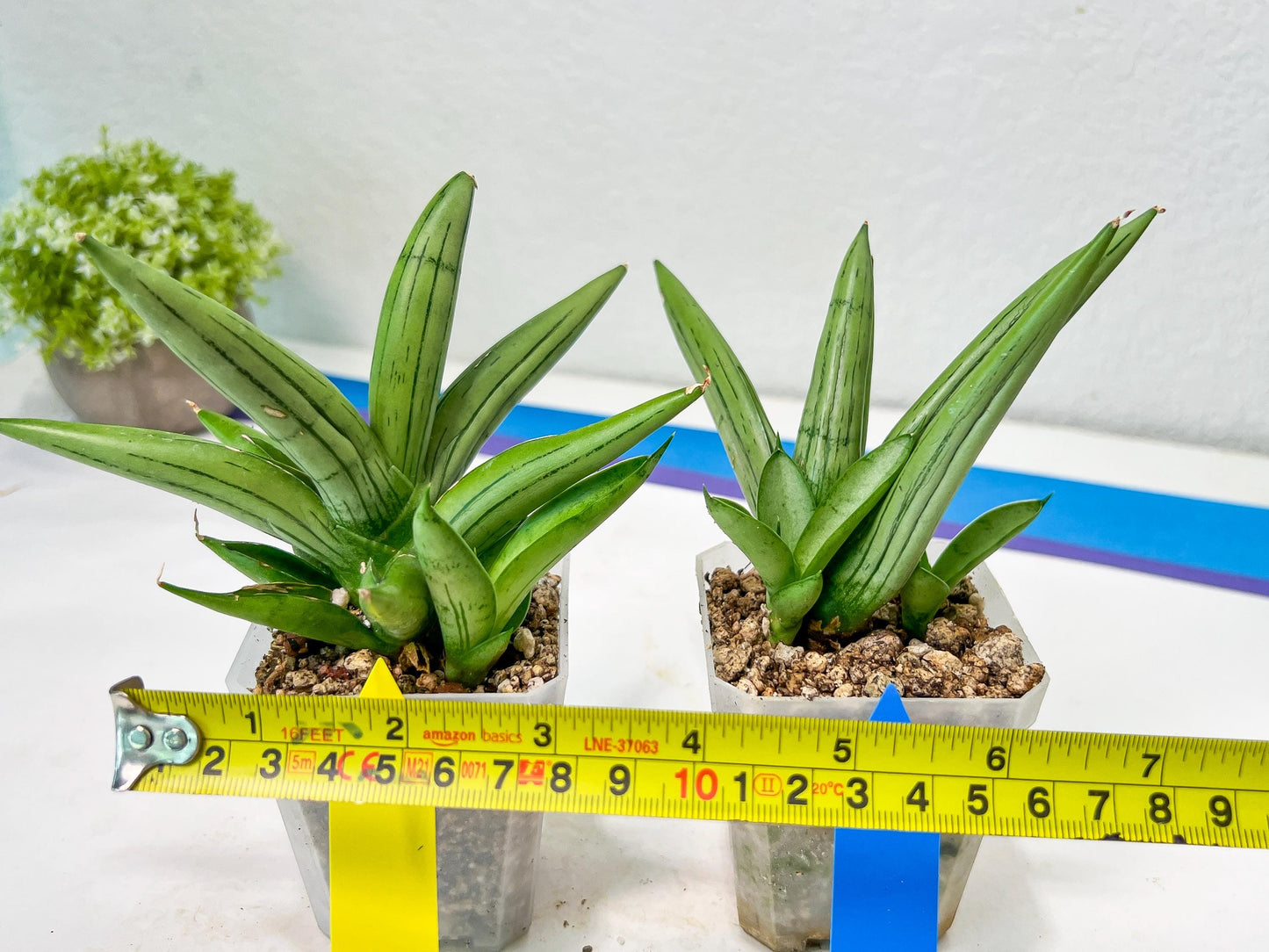 Sansevieria Ice Man (#AC10) | Rare Imported House Plants