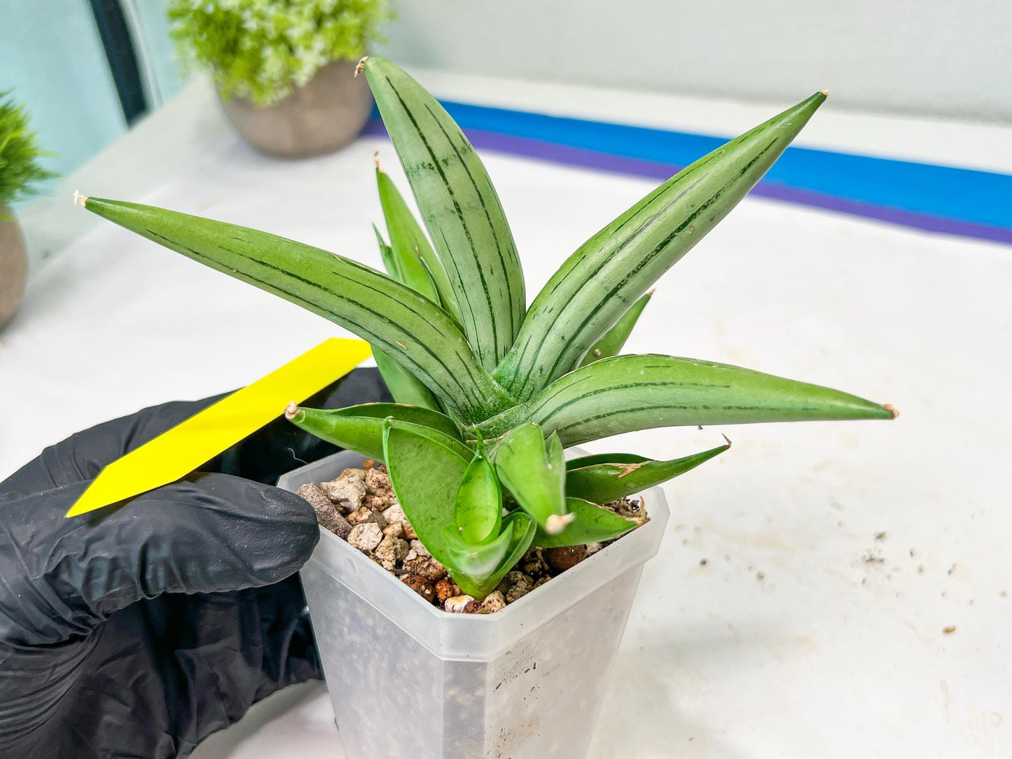 Sansevieria Ice Man (#AC10) | Rare Imported House Plants