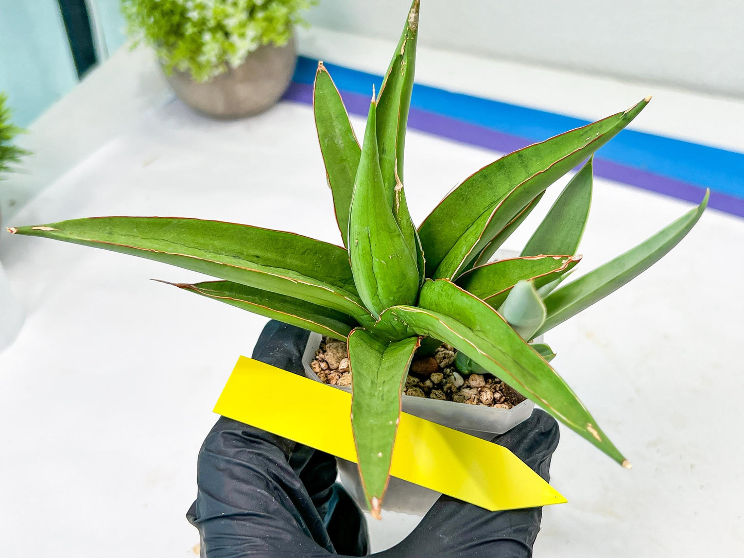 Sansevieria Bai Bid (#RA20) | Rare Hybrid Species