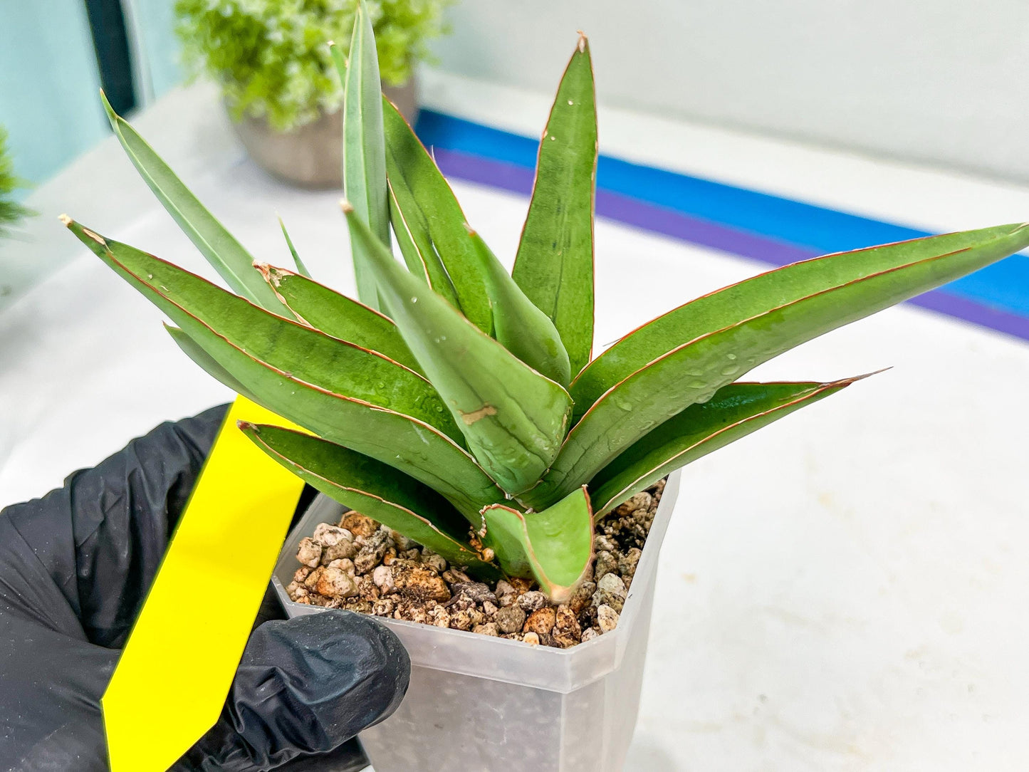 Sansevieria Bai Bid (#RA20) | Rare Hybrid Species
