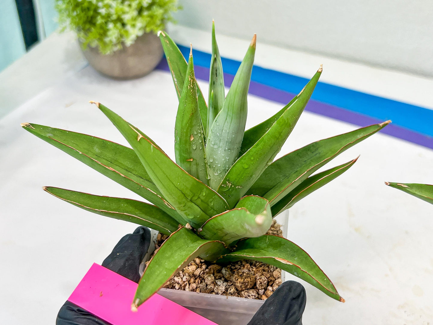 Sansevieria Bai Bid (#RA20) | Rare Hybrid Species