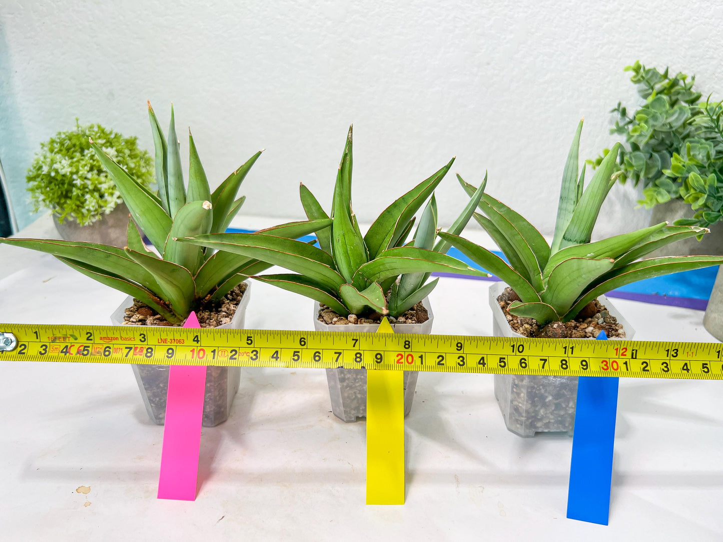 Sansevieria Bai Bid (#RA20) | Rare Hybrid Species