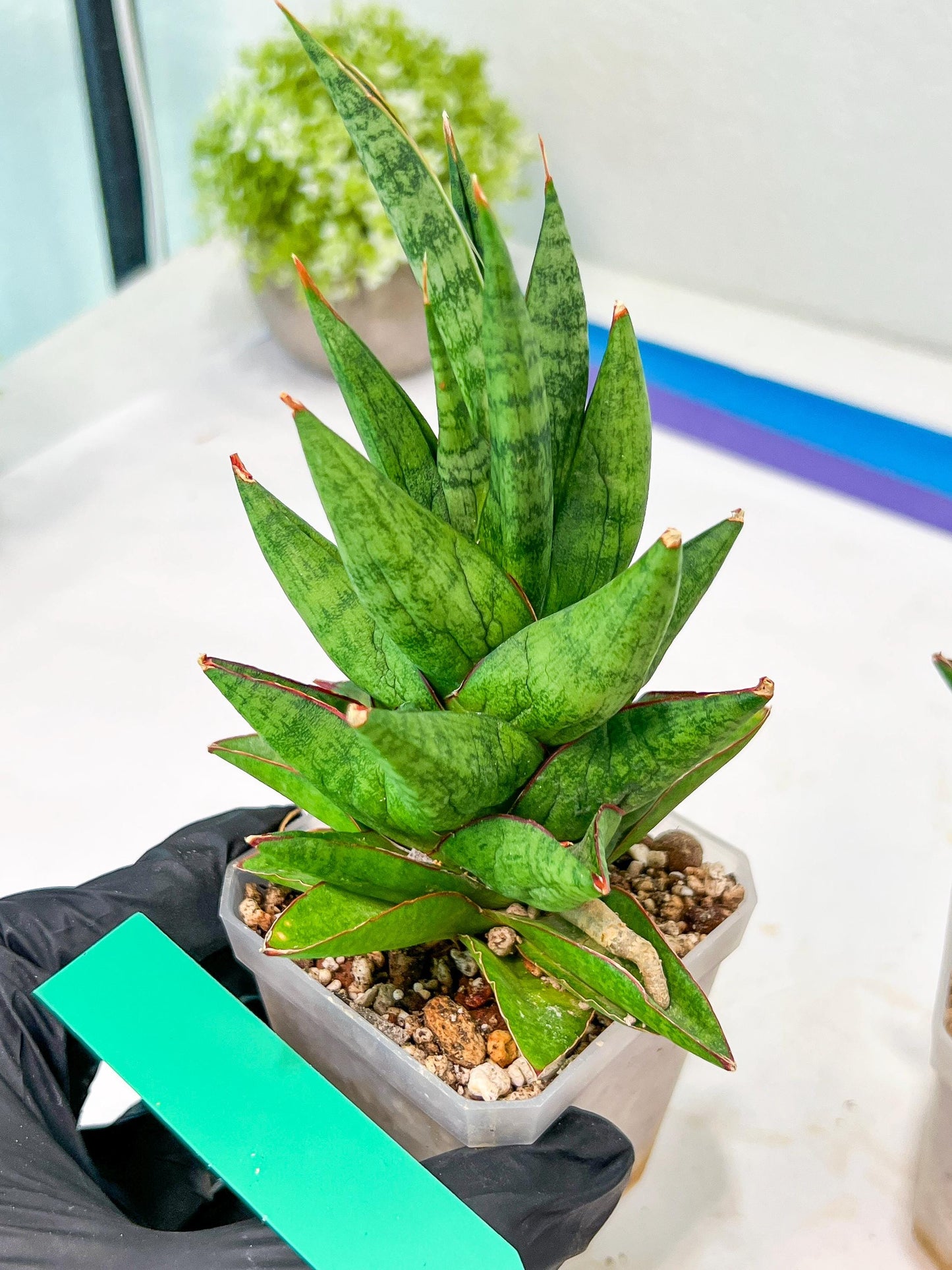 Sansevieria Snowlotus (#RA22) | Imported Indoor Snake Plant