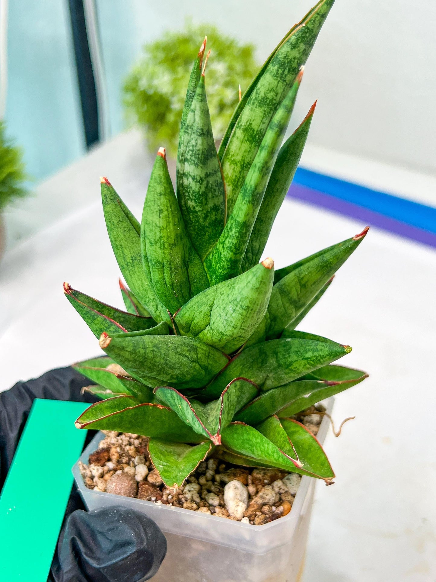 Sansevieria Snowlotus (#RA22) | Imported Indoor Snake Plant