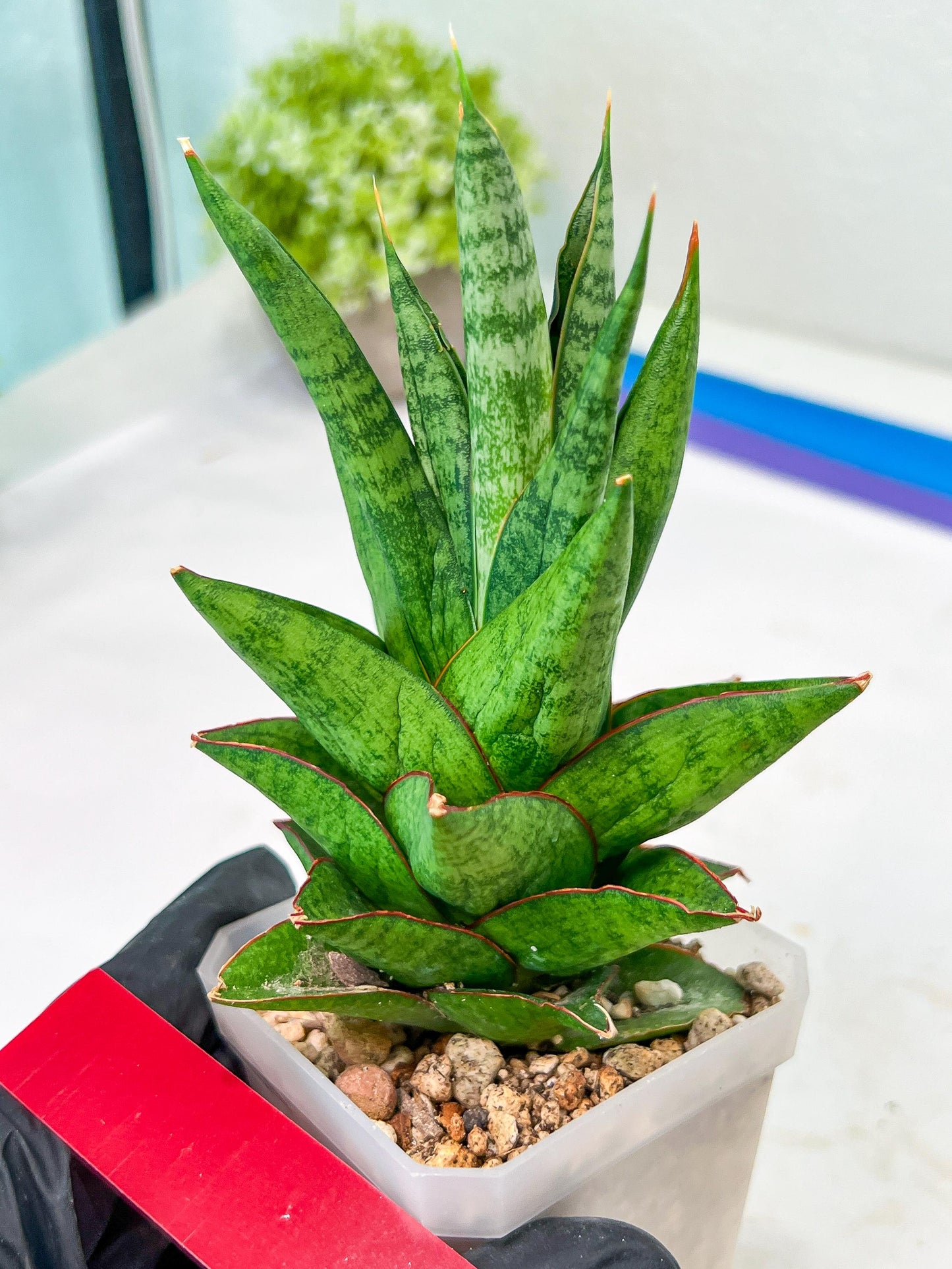 Sansevieria Snowlotus (#RA22) | Imported Indoor Snake Plant