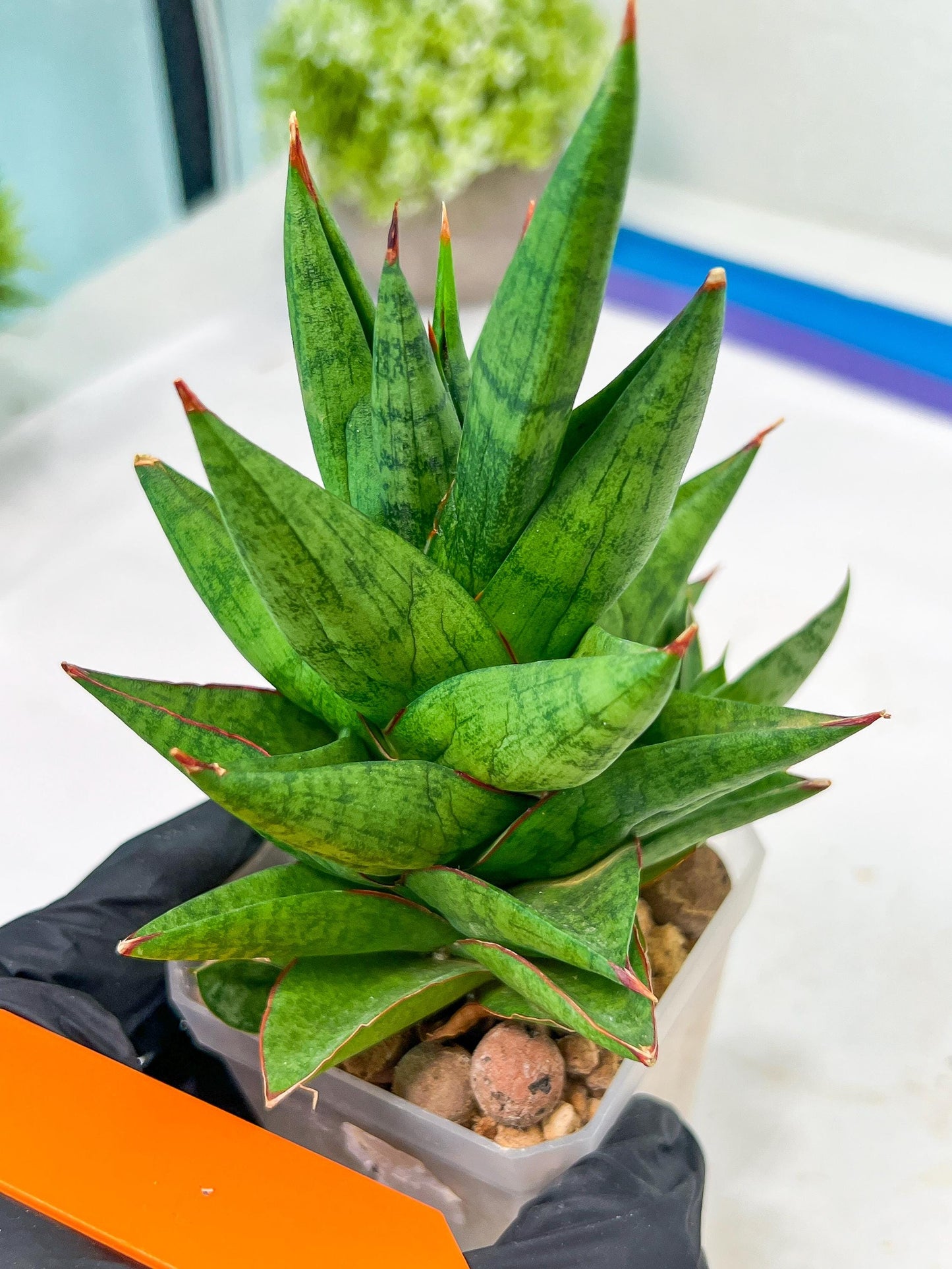 Sansevieria Snowlotus (#RA22) | Imported Indoor Snake Plant