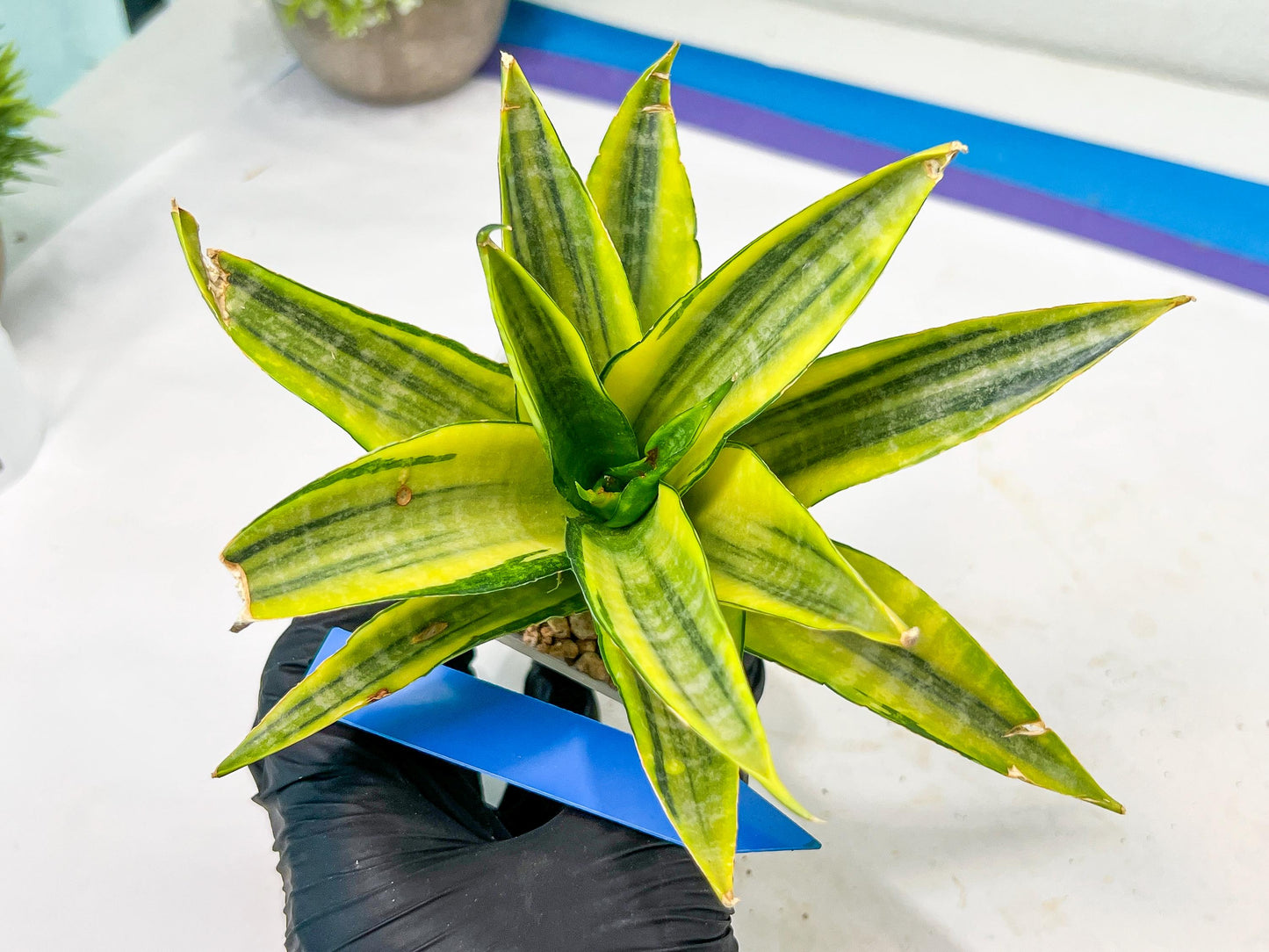 Sansevieria Cordova (#RA23) | Imported Plants | Rare Hybrid Species