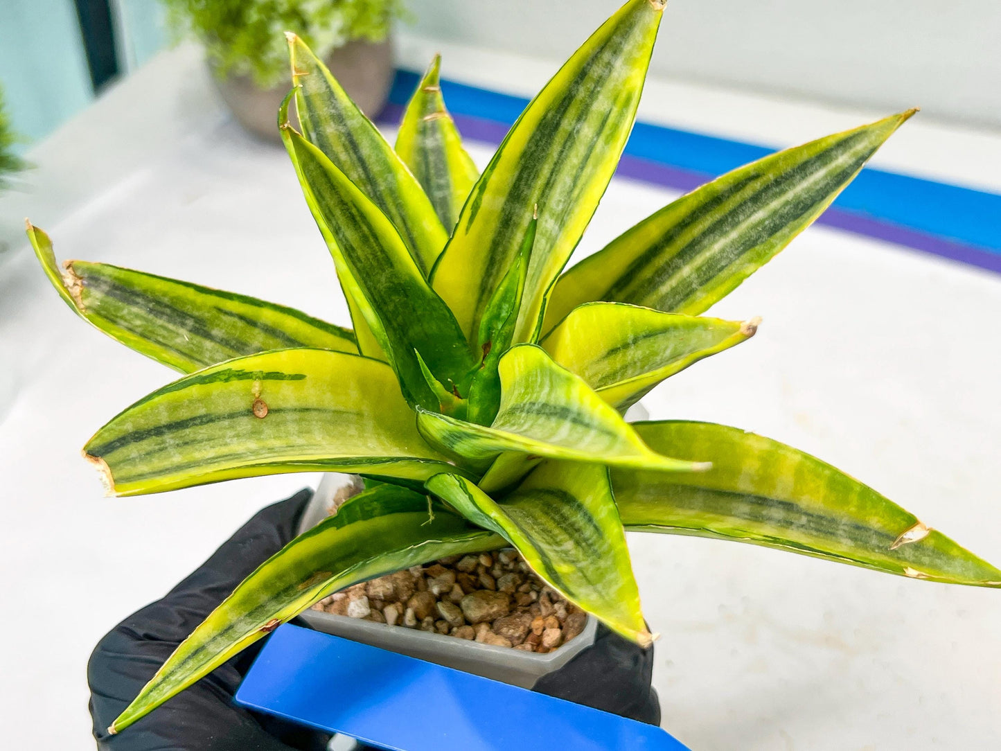 Sansevieria Cordova (#RA23) | Imported Plants | Rare Hybrid Species