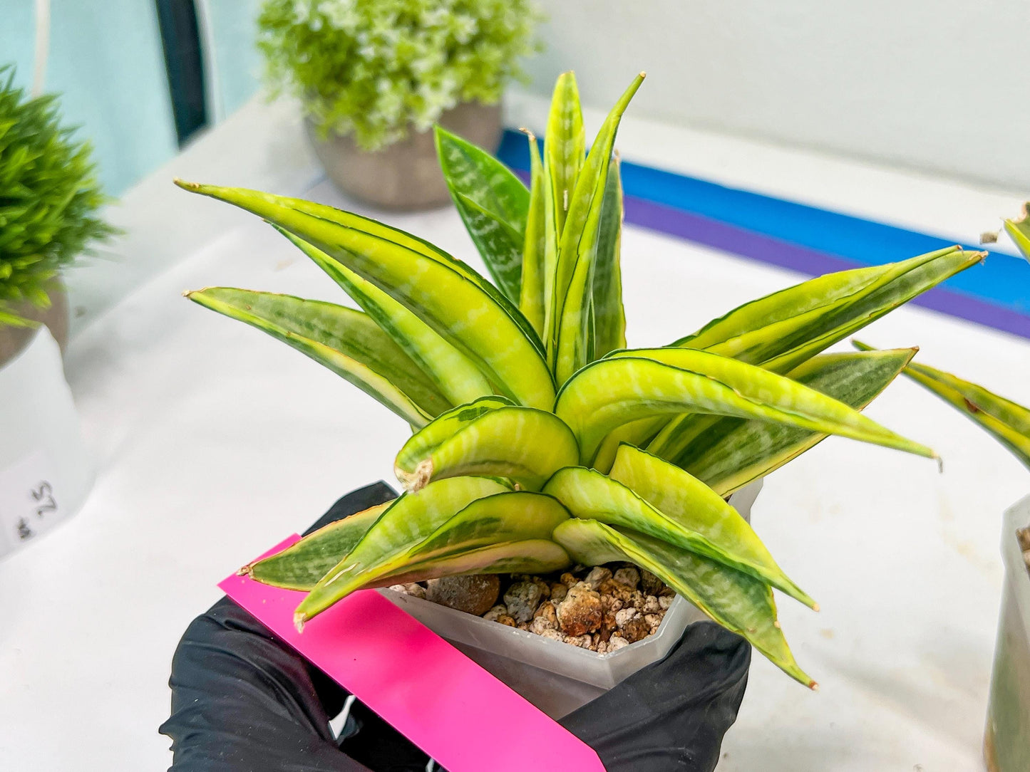 Sansevieria Cordova (#RA23) | Imported Plants | Rare Hybrid Species