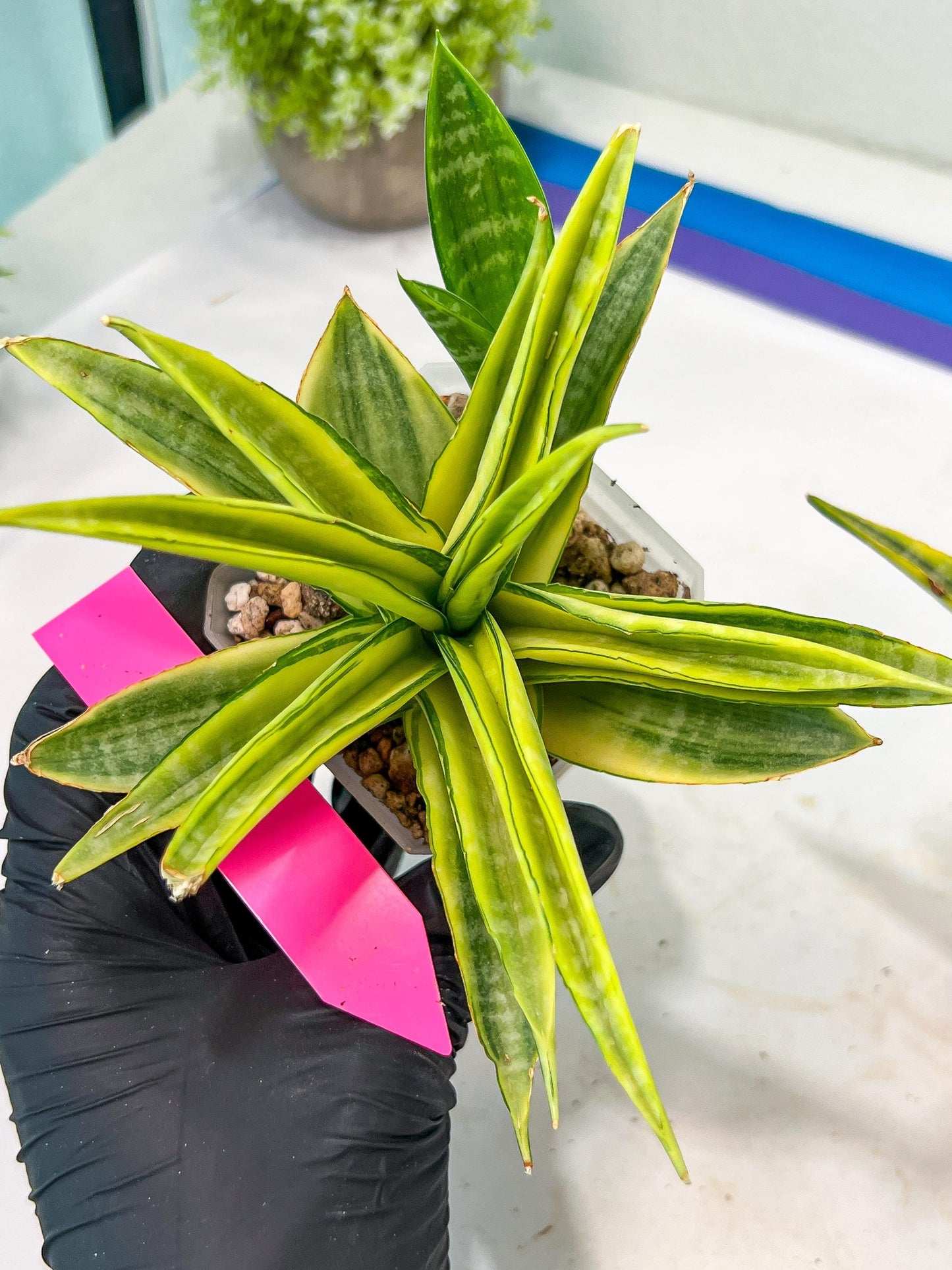 Sansevieria Cordova (#RA23) | Imported Plants | Rare Hybrid Species