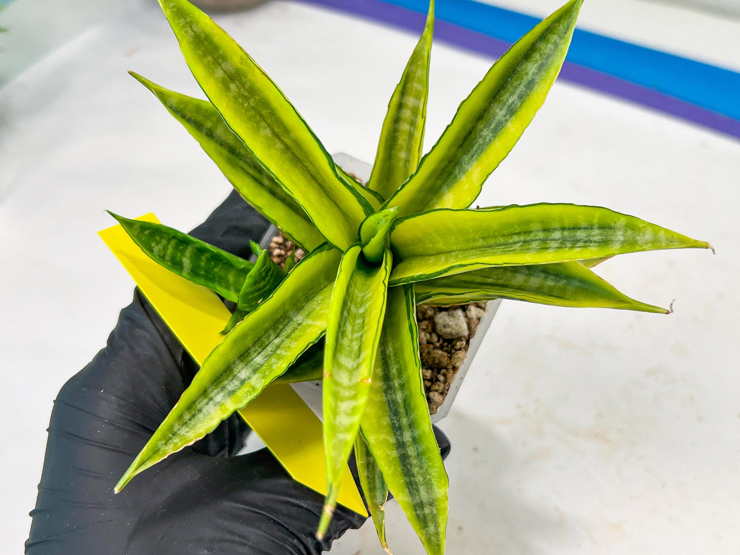 Sansevieria Cordova (#RA23) | Imported Plants | Rare Hybrid Species