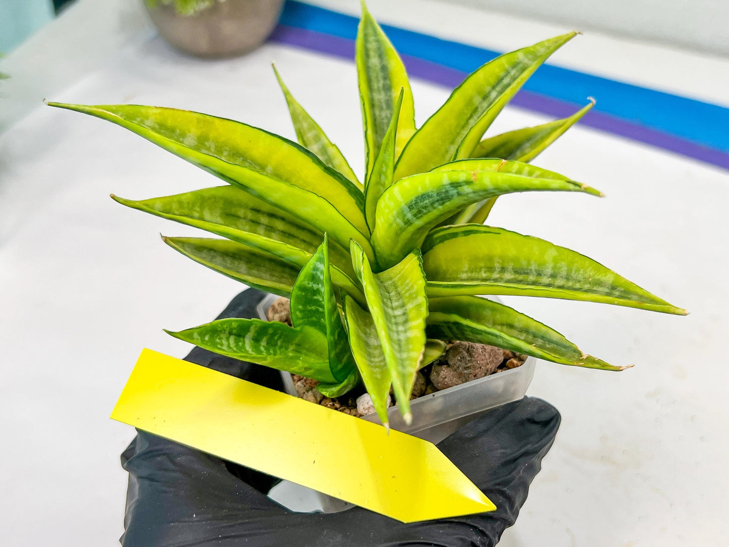Sansevieria Cordova (#RA23) | Imported Plants | Rare Hybrid Species