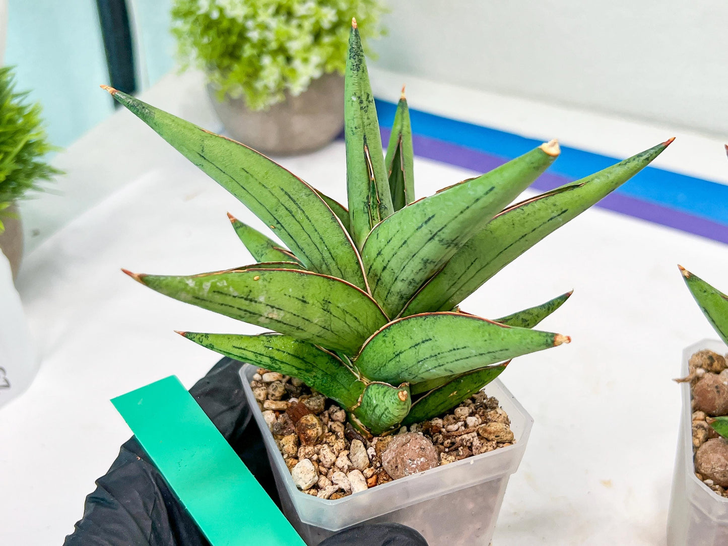 Sansevieria Nonlawee (#RA24) | Imported Snake Plants