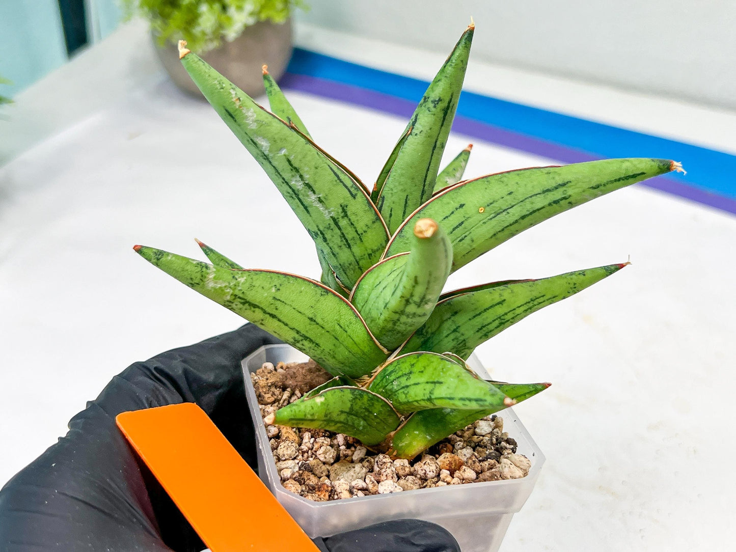 Sansevieria Nonlawee (#RA24) | Imported Snake Plants