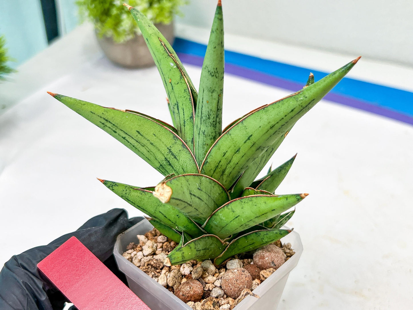 Sansevieria Nonlawee (#RA24) | Imported Snake Plants