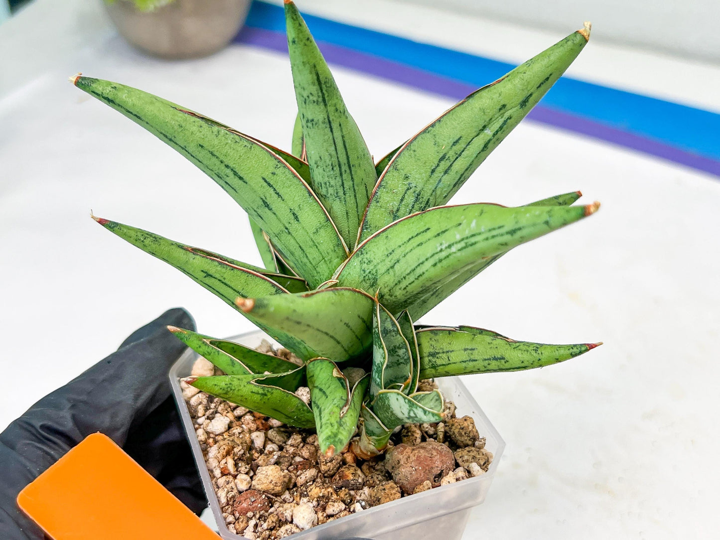 Sansevieria Nonlawee (#RA24) | Imported Snake Plants