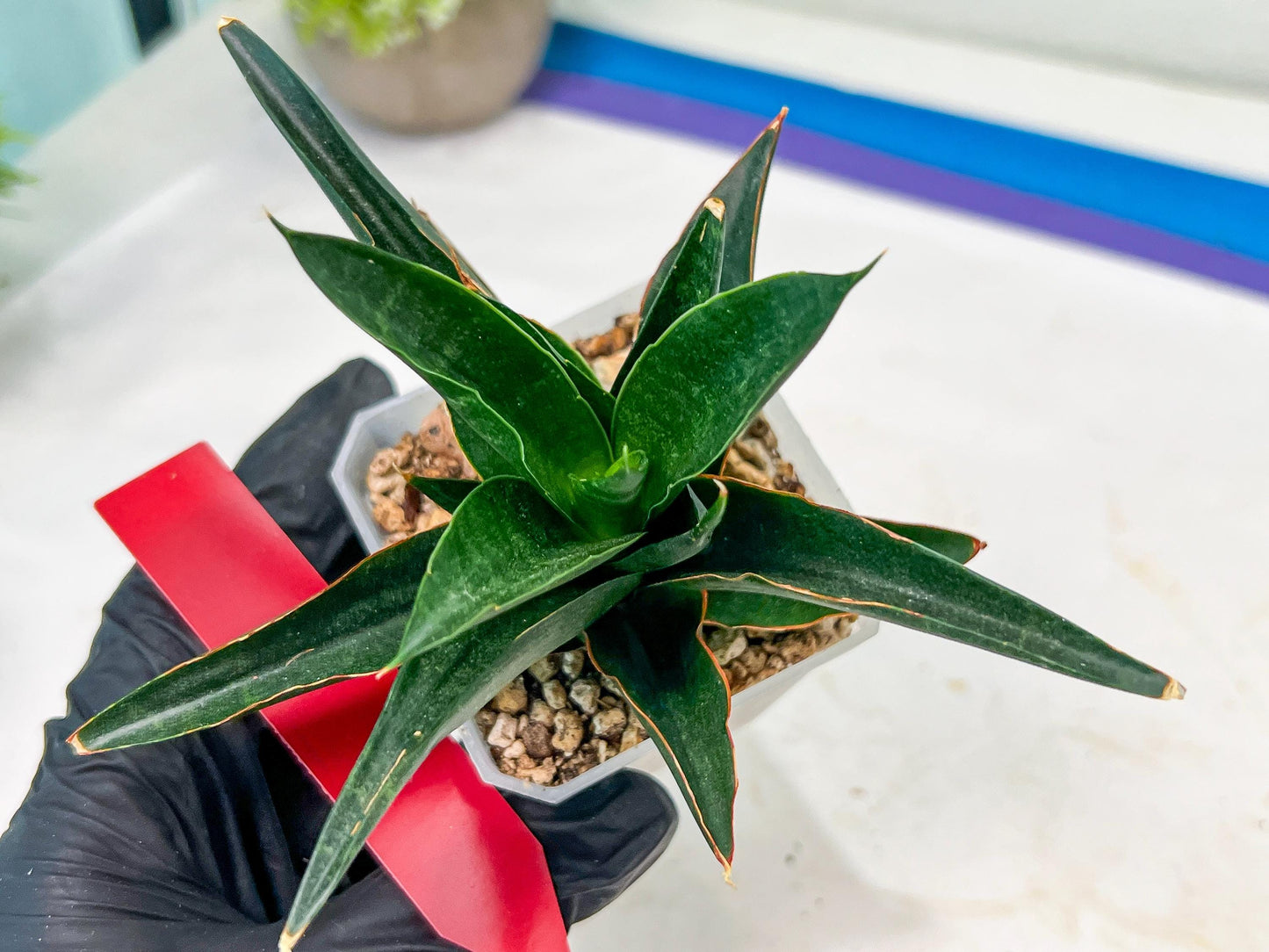 Sansevieria Boo (#RA26) | Imported Plants | Rare Hybrid Species