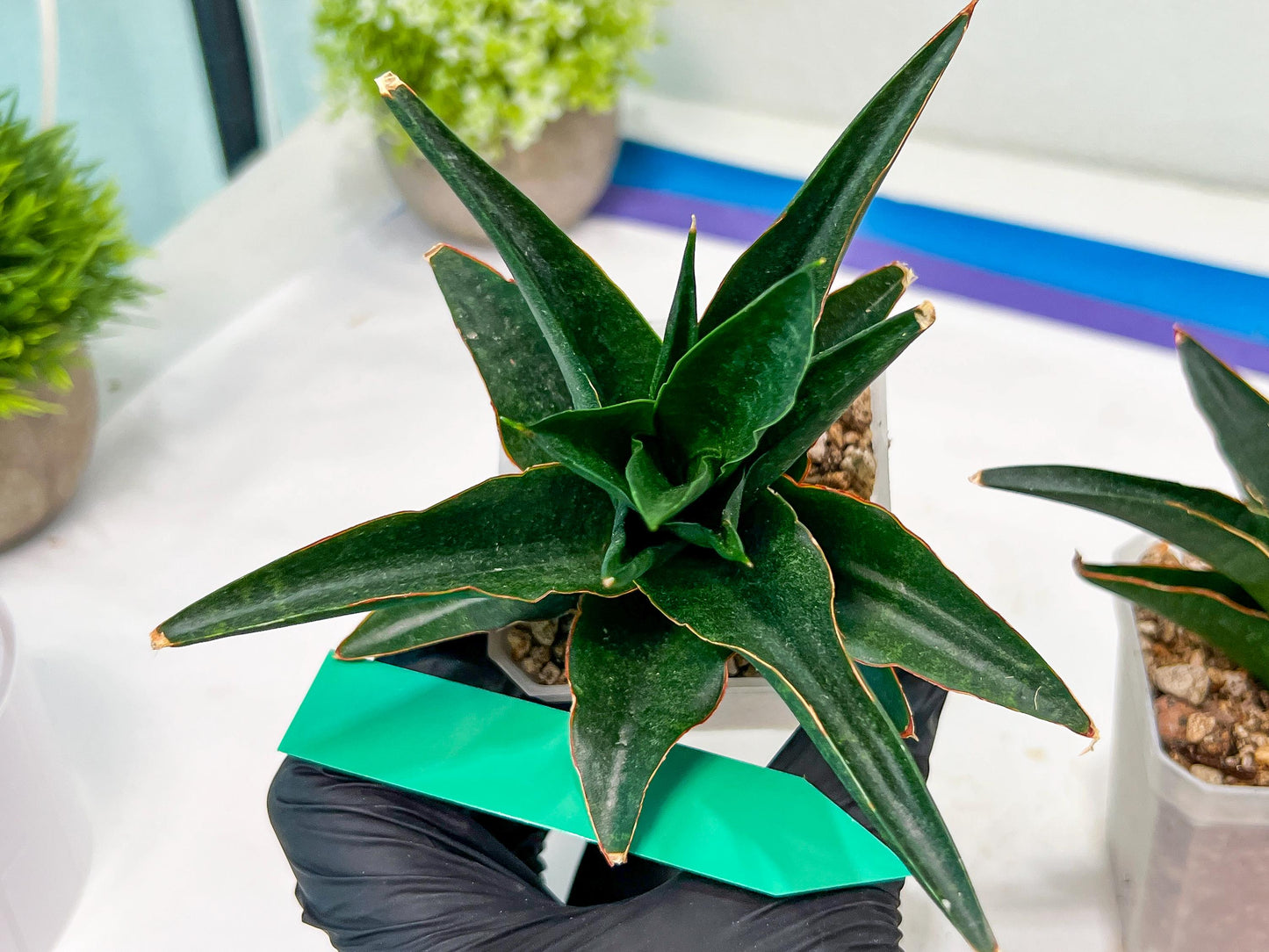 Sansevieria Boo (#RA26) | Imported Plants | Rare Hybrid Species