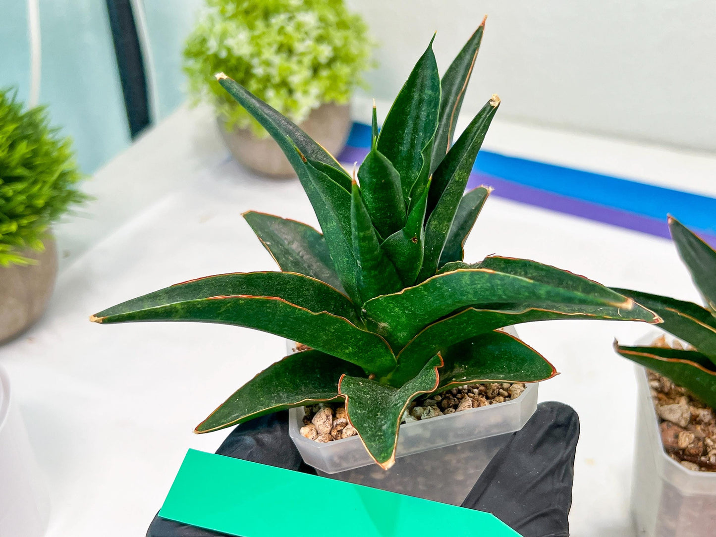 Sansevieria Boo (#RA26) | Imported Plants | Rare Hybrid Species