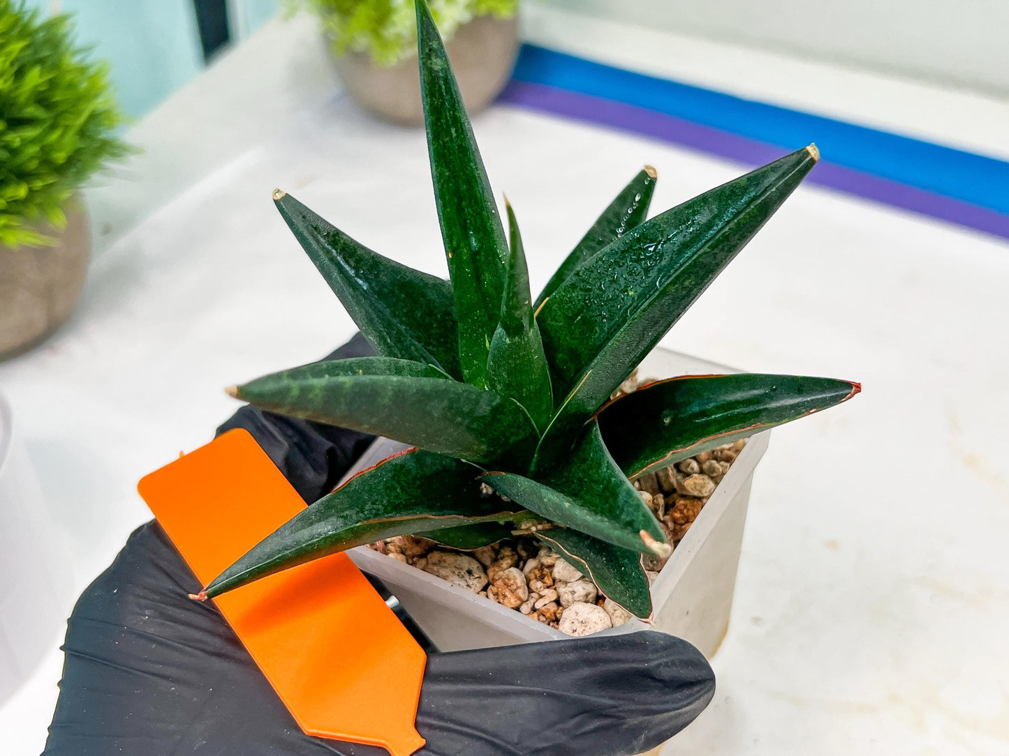 Sansevieria Boo (#RA26) | Imported Plants | Rare Hybrid Species