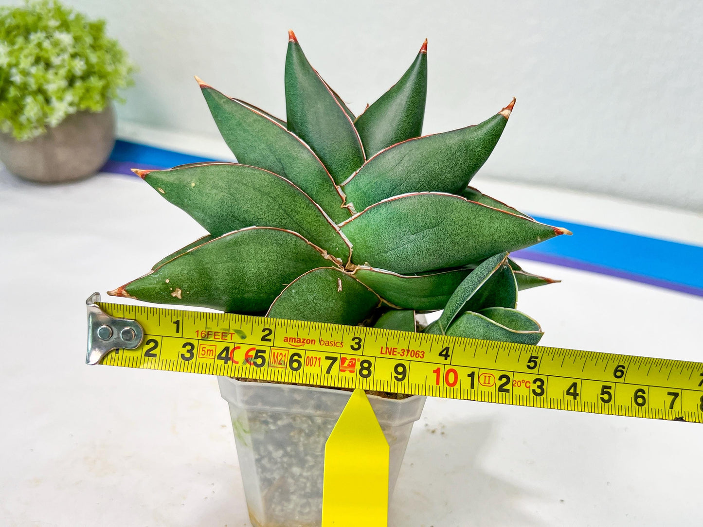 Sansevieria Noah's Ark (RA29) | Imported Plants | Rare Hybrid Species