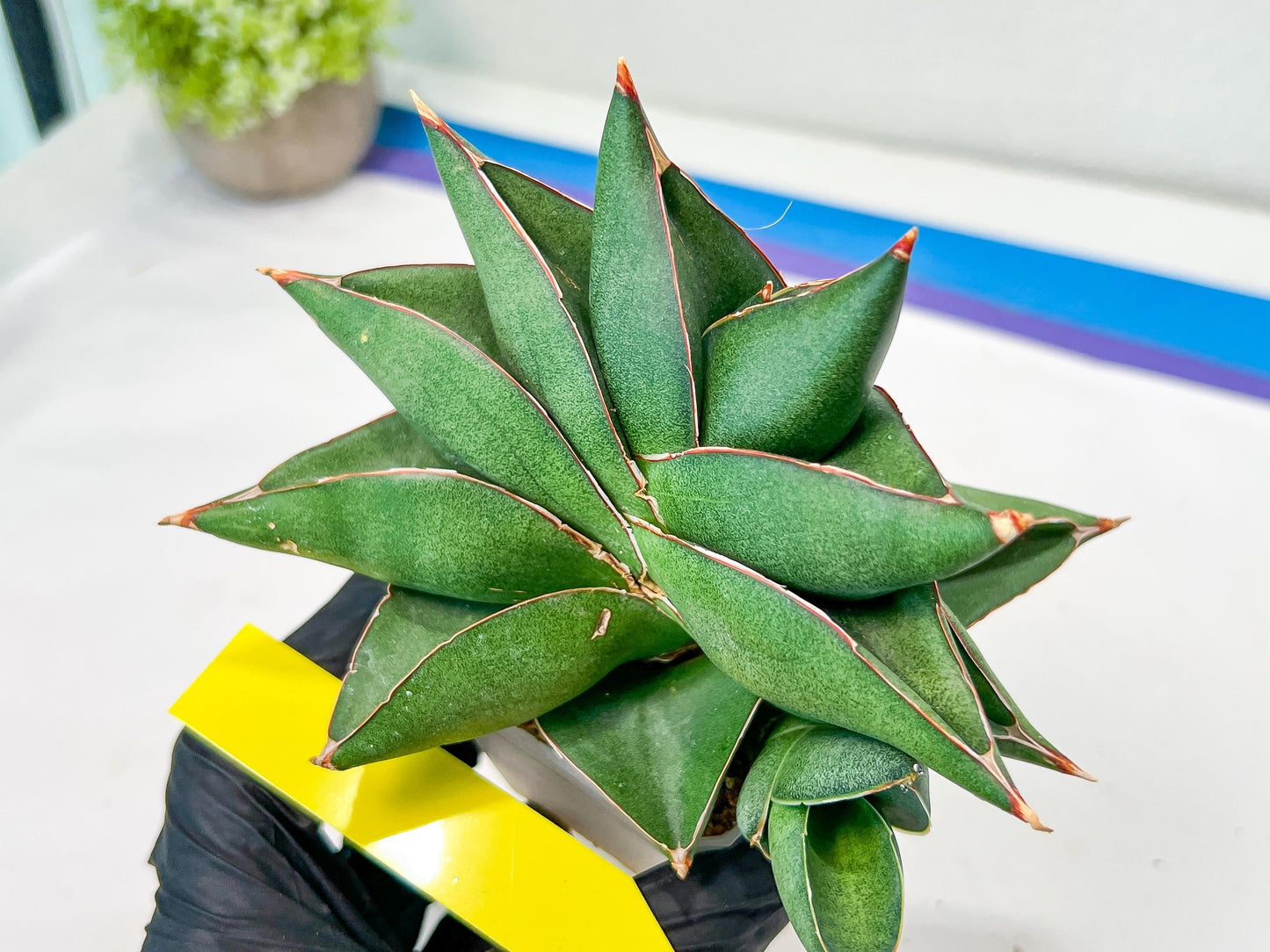 Sansevieria Noah's Ark (RA29) | Imported Plants | Rare Hybrid Species