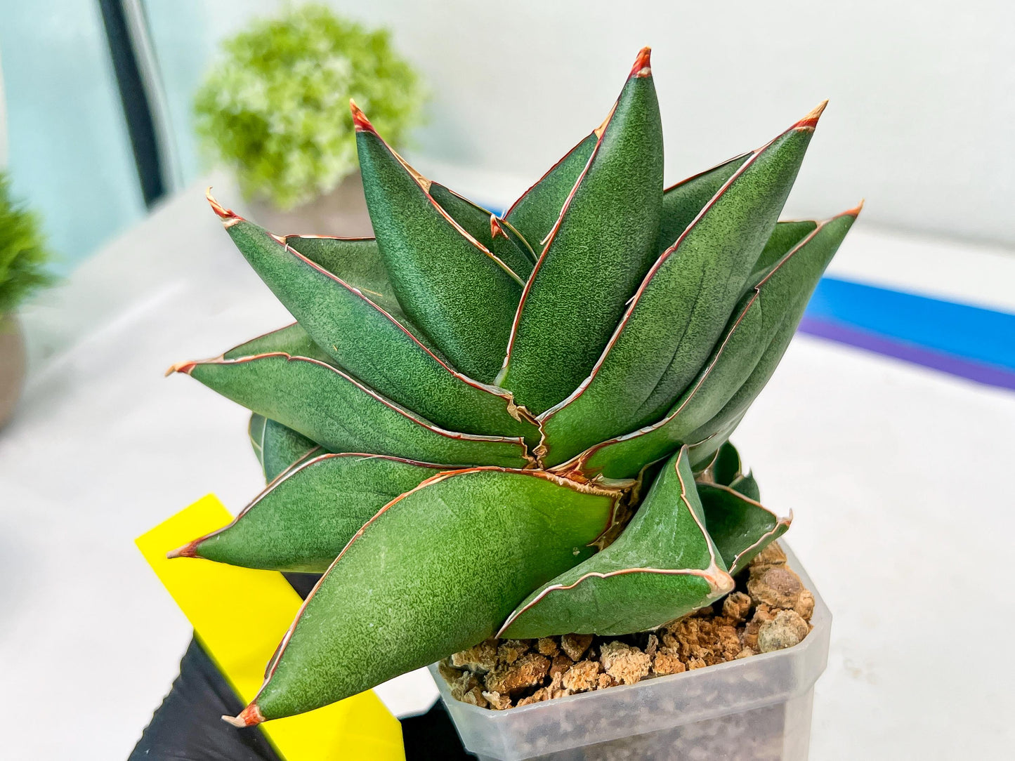 Sansevieria Noah's Ark (RA29) | Imported Plants | Rare Hybrid Species