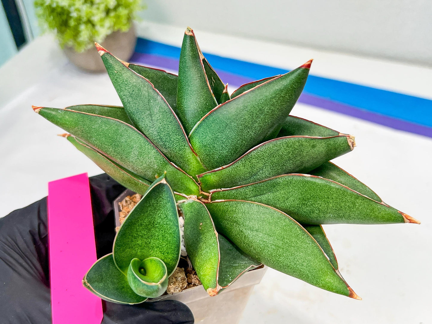 Sansevieria Noah's Ark (RA29) | Imported Plants | Rare Hybrid Species