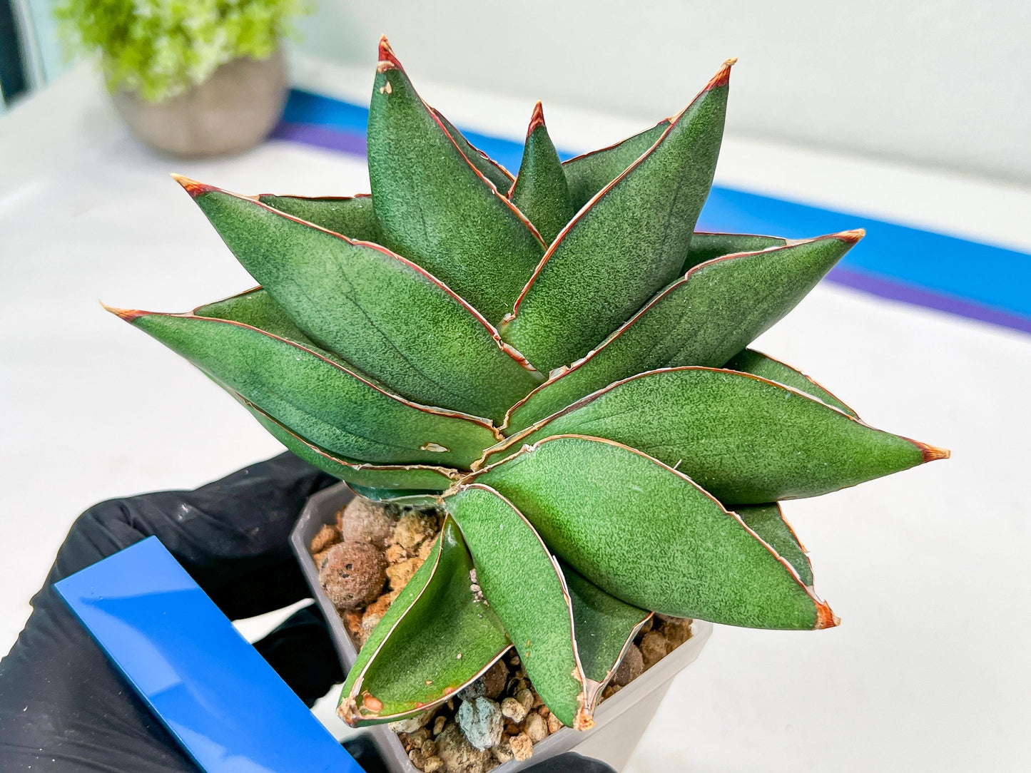 Sansevieria Noah's Ark (RA29) | Imported Plants | Rare Hybrid Species