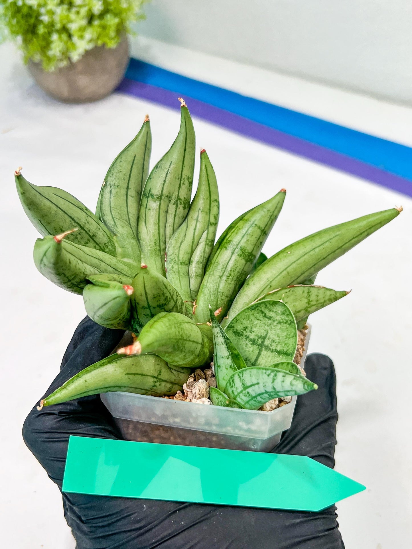 Sansevieria Meedee Mutant (B2) | Imported Plants | Rare Hybrid Species