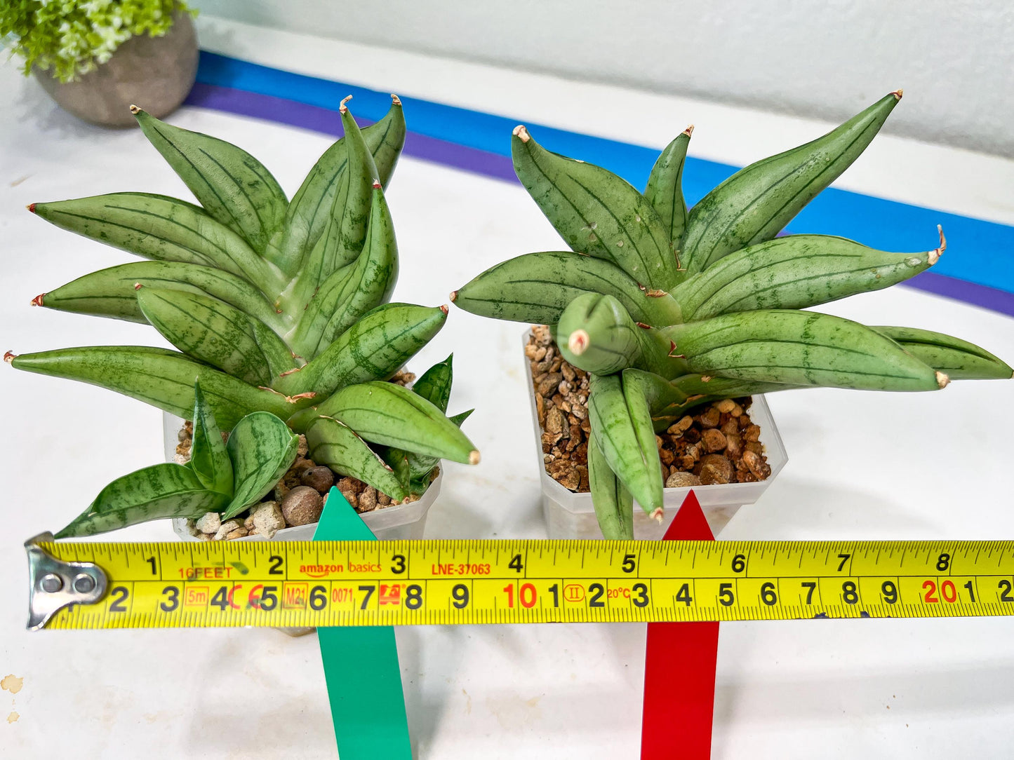 Sansevieria Meedee Mutant (B2) | Imported Plants | Rare Hybrid Species