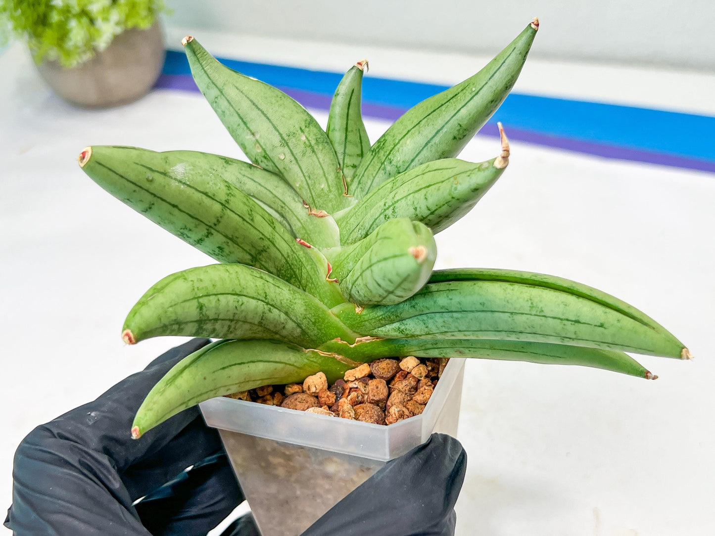 Sansevieria Meedee Mutant (B2) | Imported Plants | Rare Hybrid Species