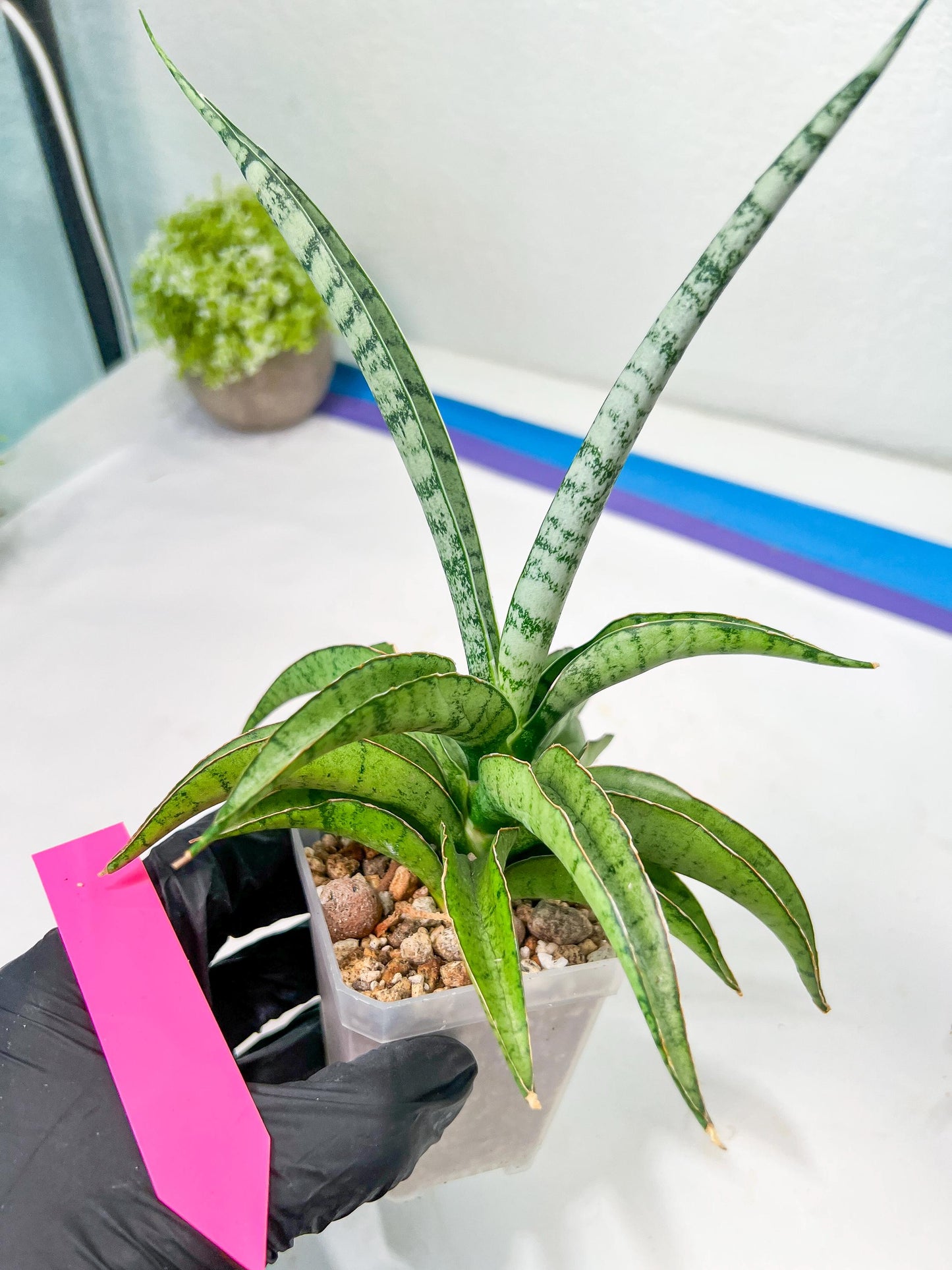 Sansevieria Dancing Lady (#A1) | Imported House Plants