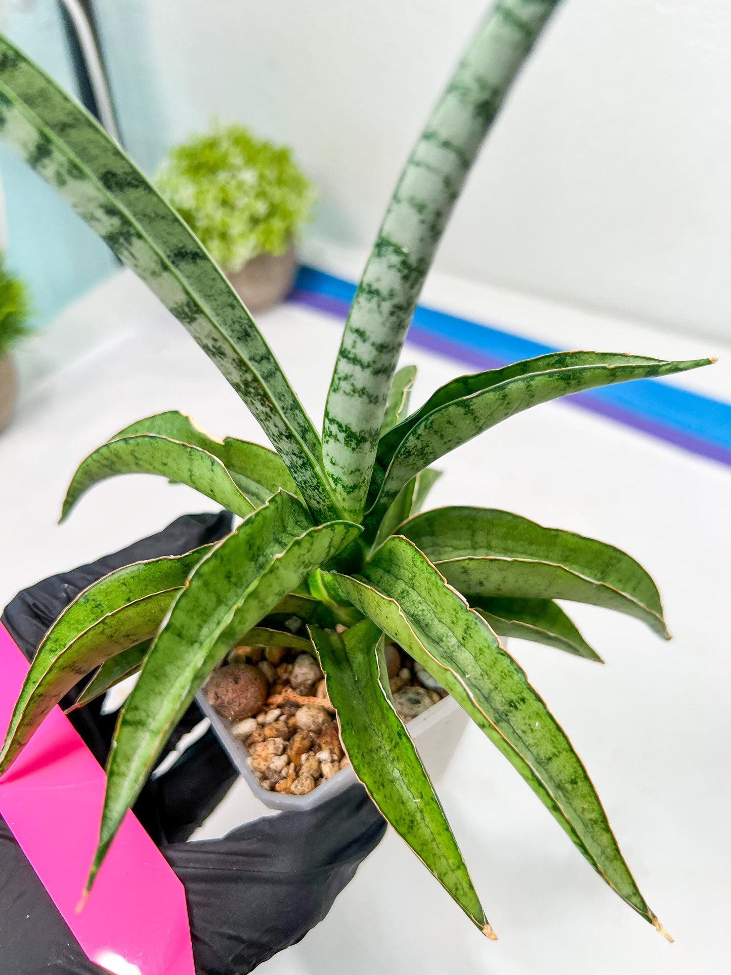 Sansevieria Dancing Lady (#A1) | Imported House Plants