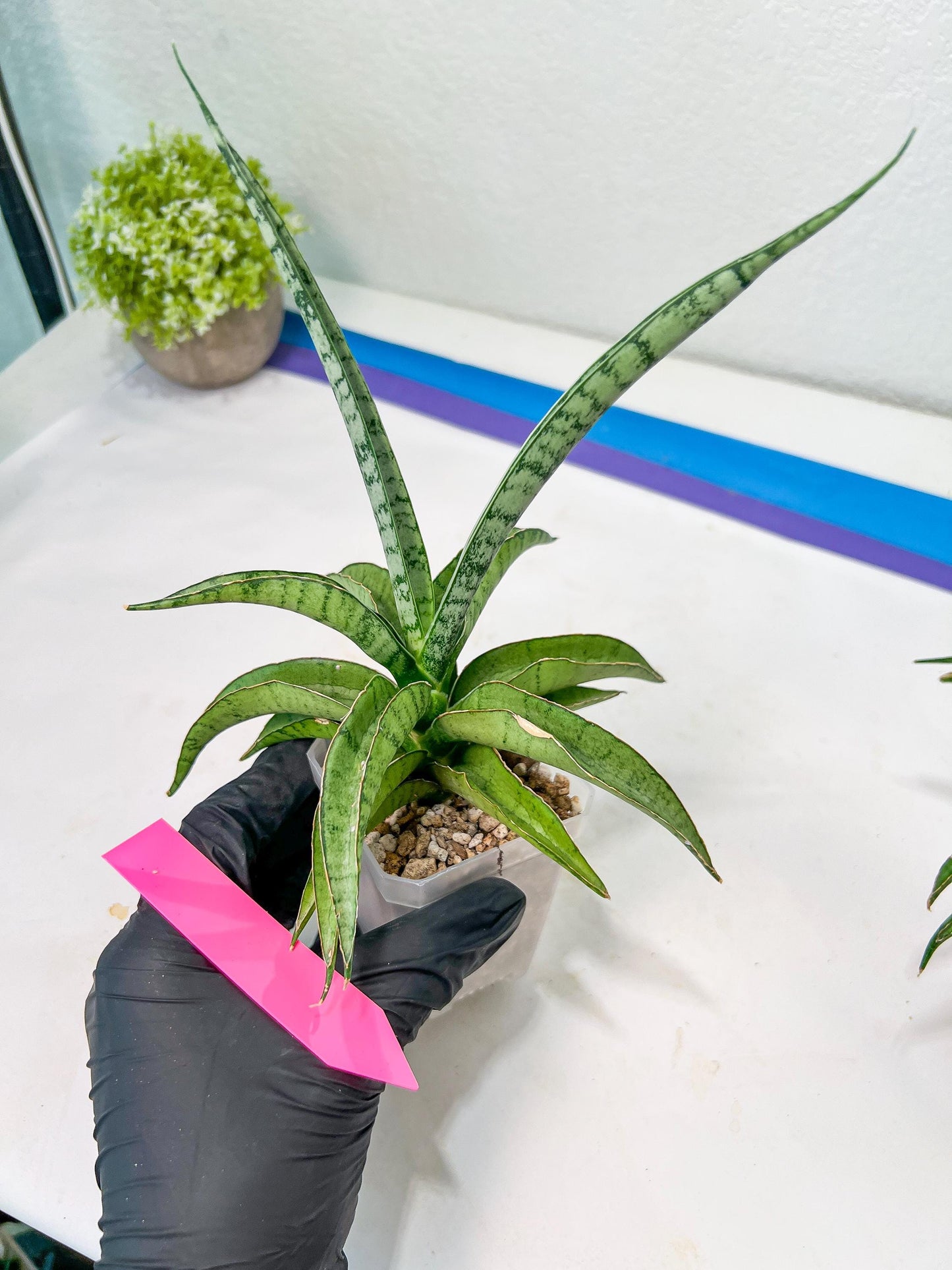 Sansevieria Dancing Lady (#A1) | Imported House Plants