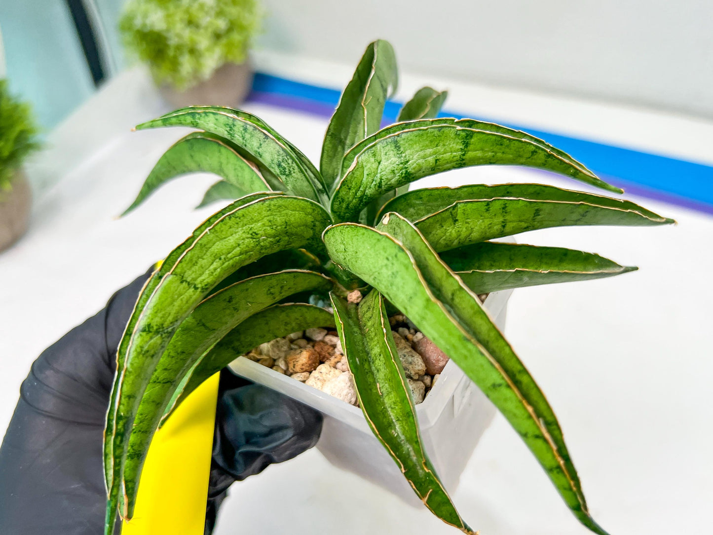 Sansevieria Dancing Lady (#A1) | Imported House Plants