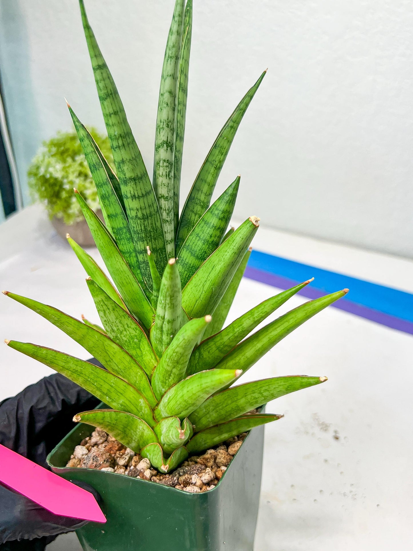 Sansevieria RockMan XL (#B1) | Rare Hybrid Species