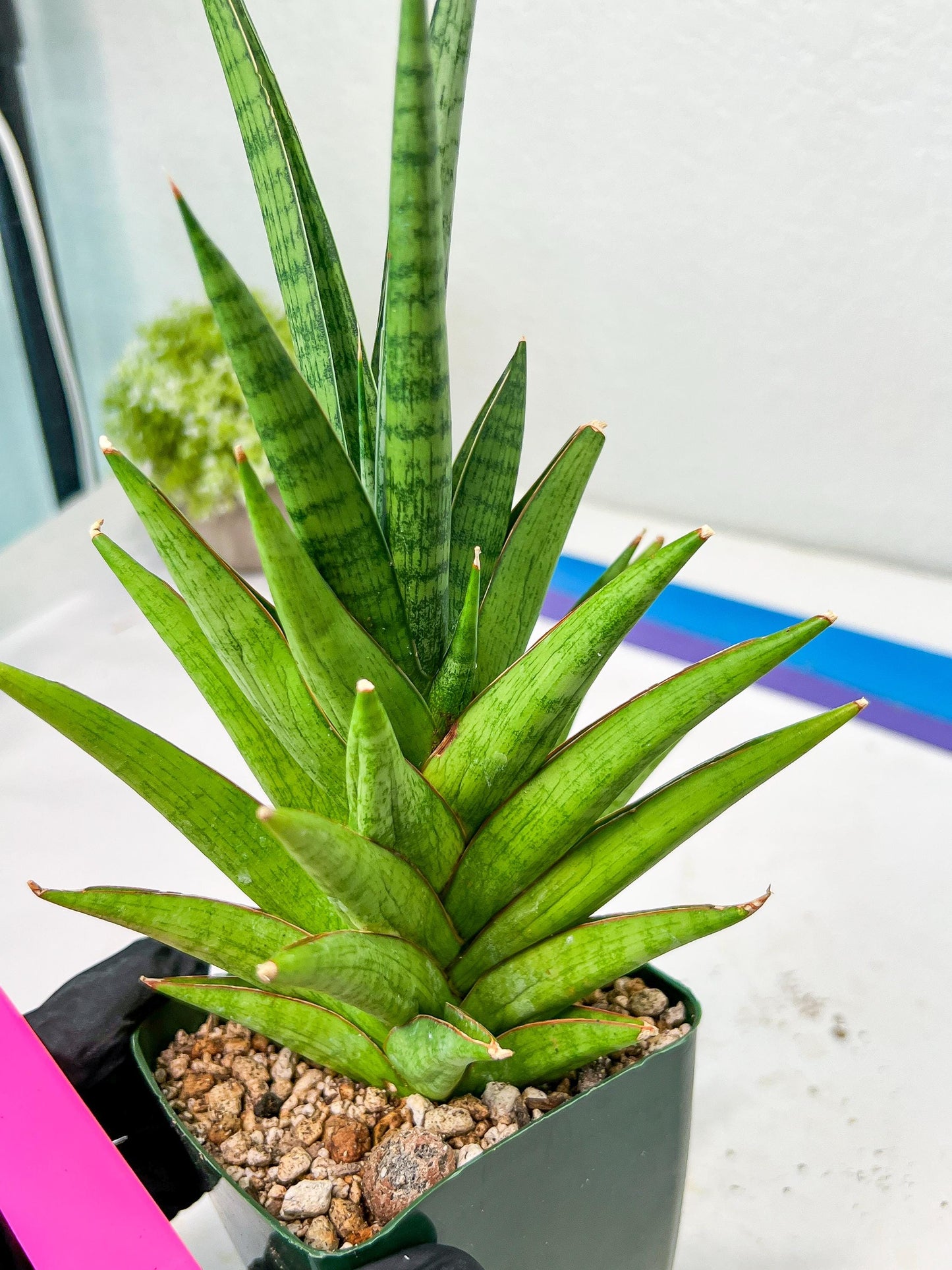 Sansevieria RockMan XL (#B1) | Rare Hybrid Species